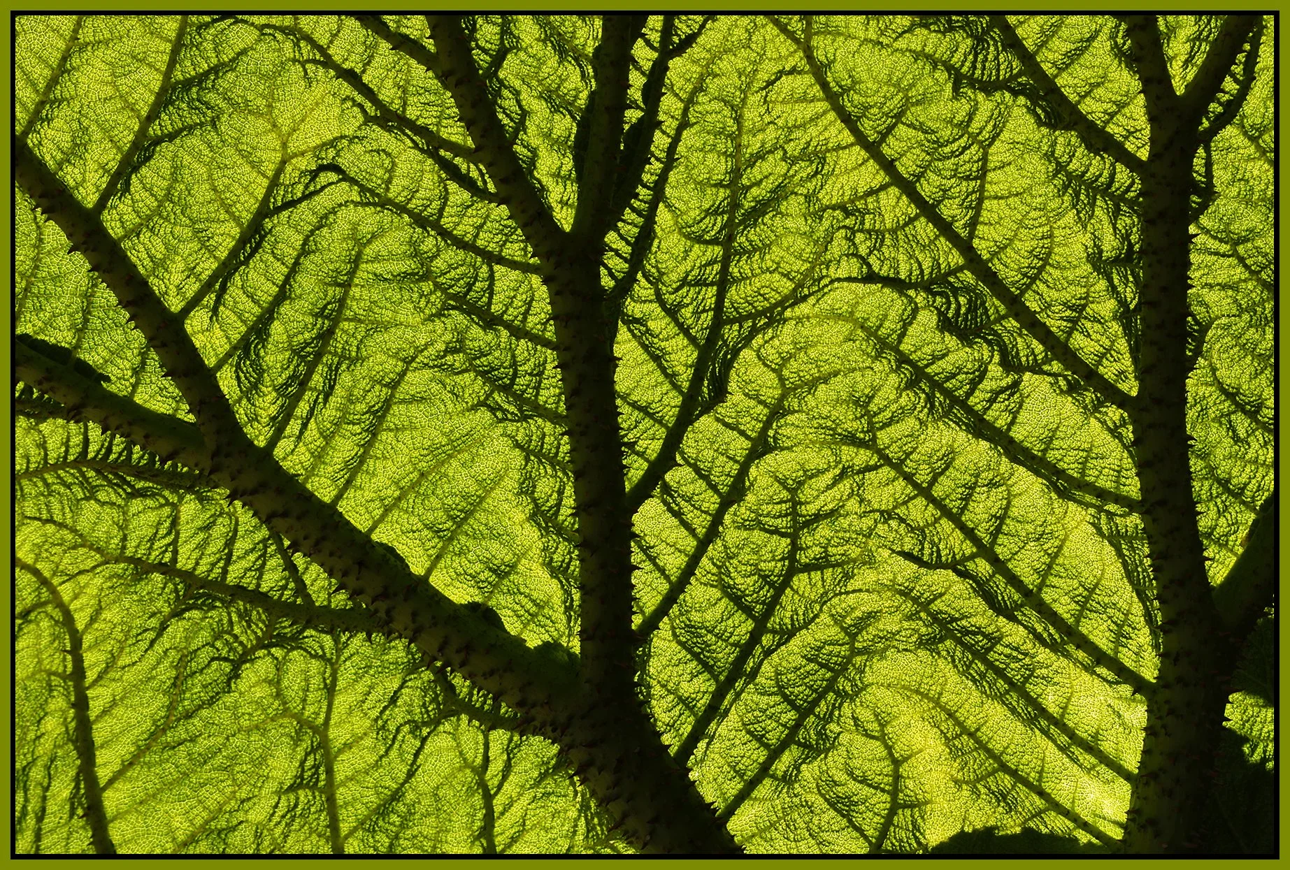 Plants in Stanley Park_May 7_2020_HDR_4F7309_4x6s.jpg