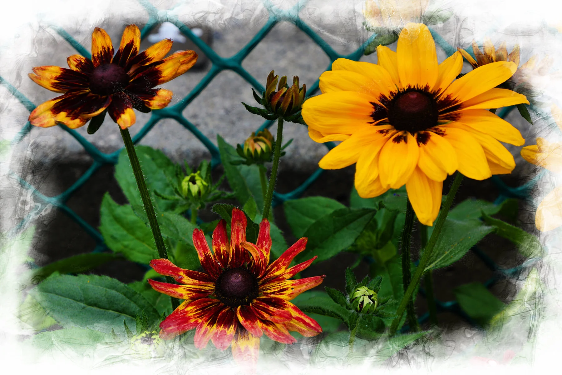 Flowers_Jul 31_2021_HDR_5A6607_peGrabajava_4x6.jpg