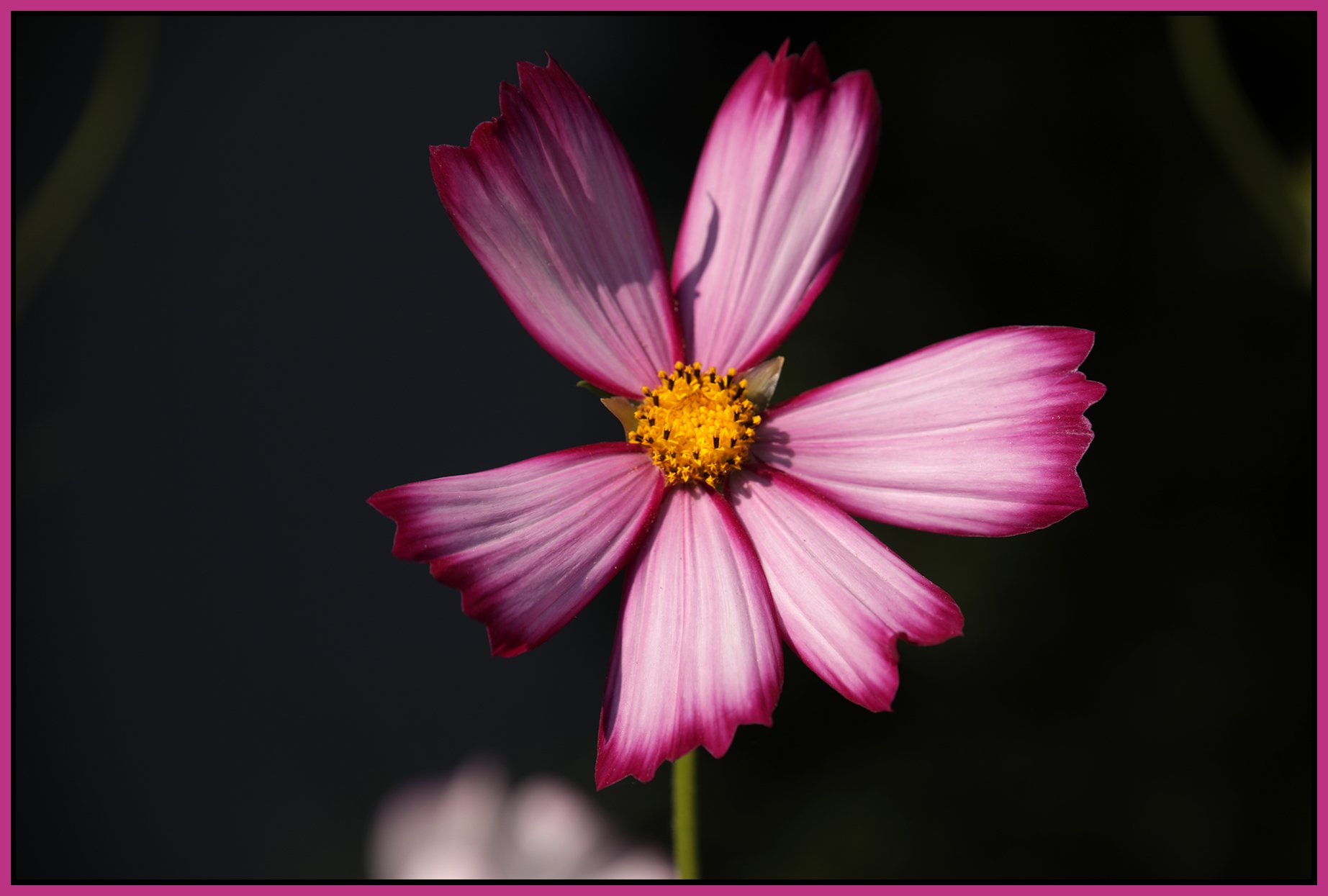 Flower New West_Aug 6_2026_CR2_4L9022_4x6s.jpg