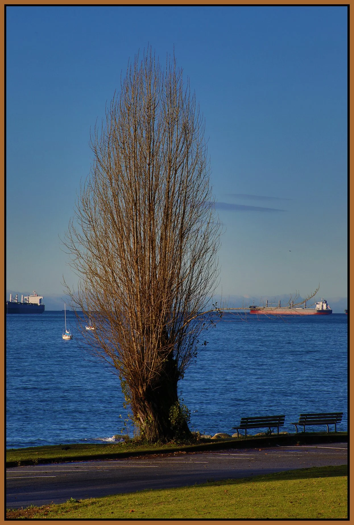 English Bay Tree_Dec 18_2024_HDR_5E6961_4x6s.jpg