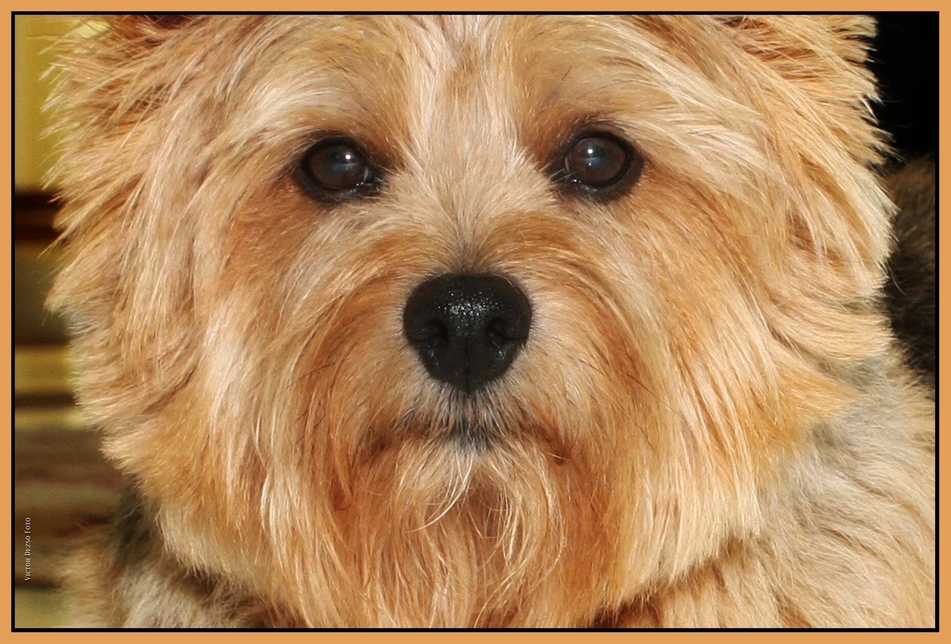 Rosco_9412_3_4x6s.jpg