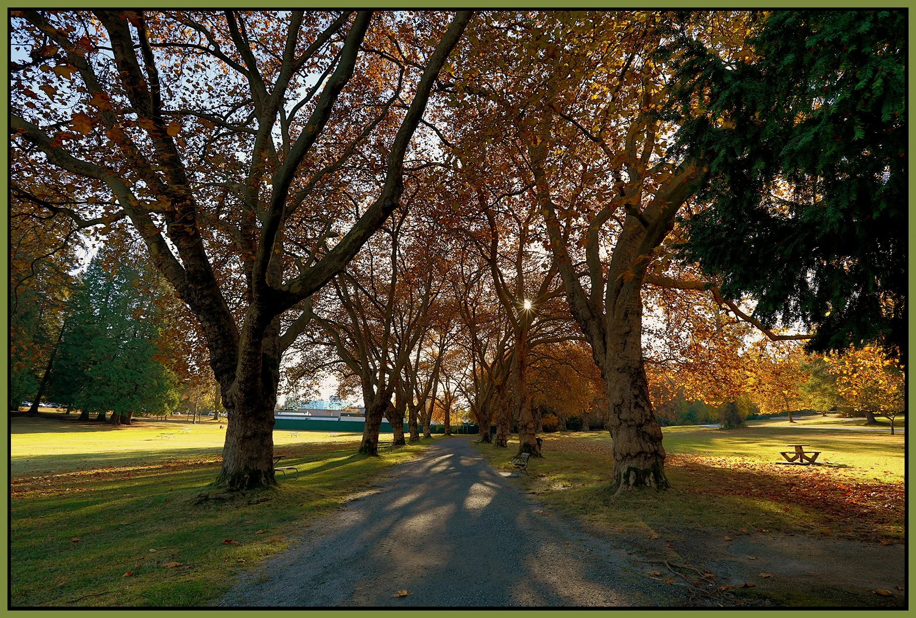 Stanley Pk Trees_Nov 18_2022_HDR_5C6938_peFbColBalDhz_4x6s.jpg
