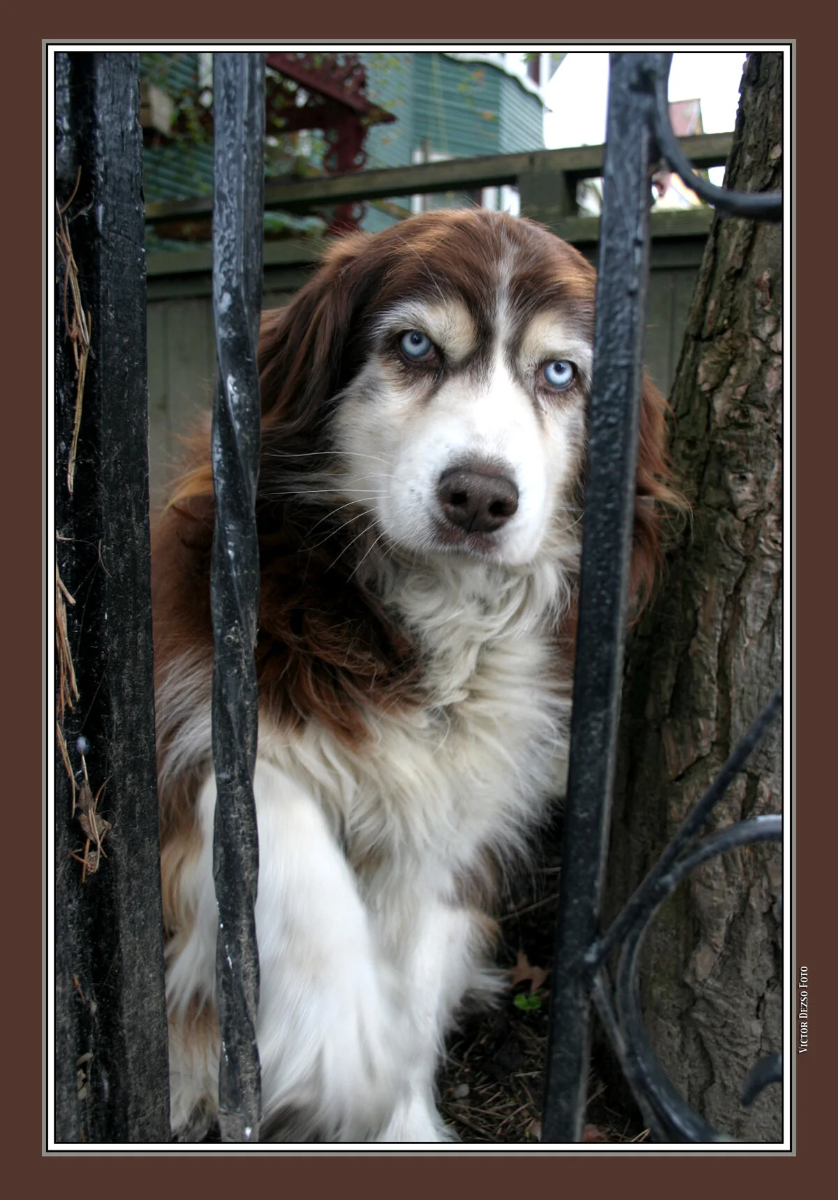 Hawks Dog Suzie_7011_4x6s.jpg