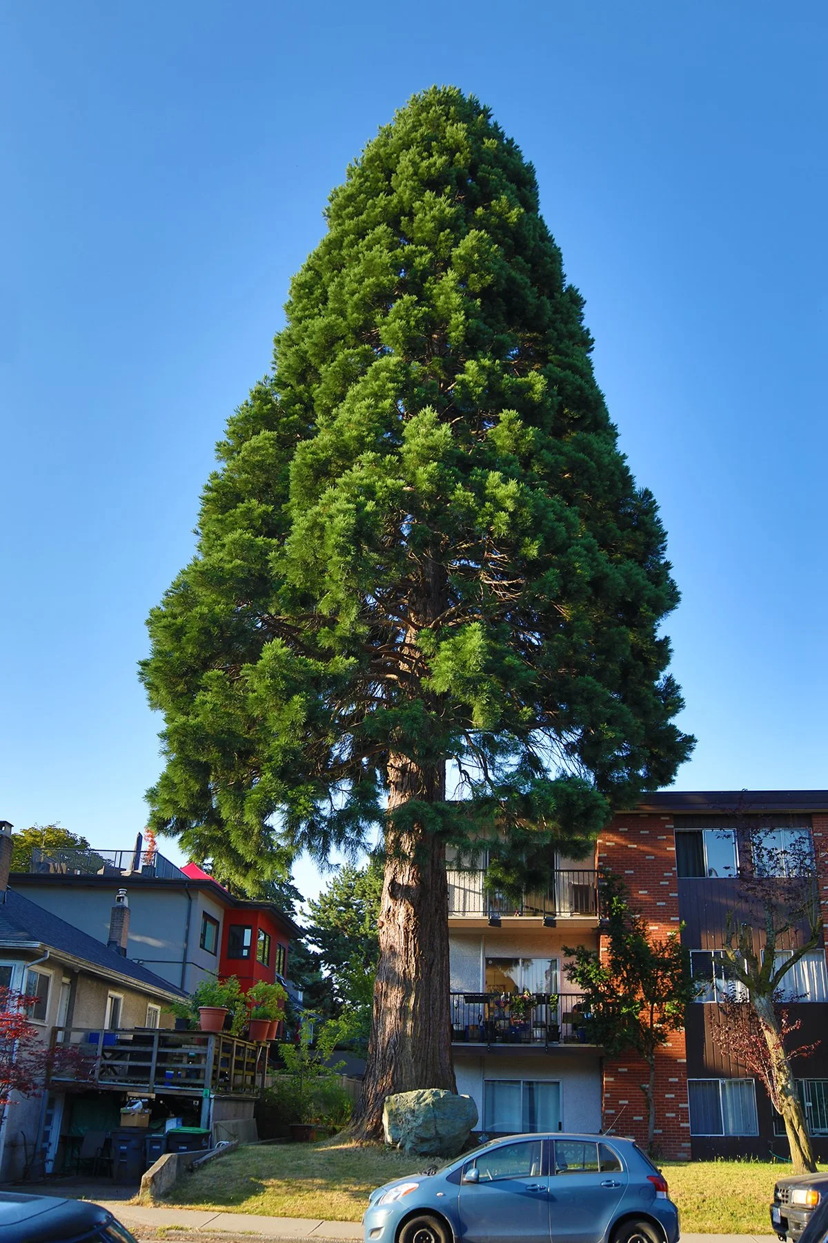 16 th Ave Tree_Jul 31_2022_HDR_4H1599_4x6.jpg