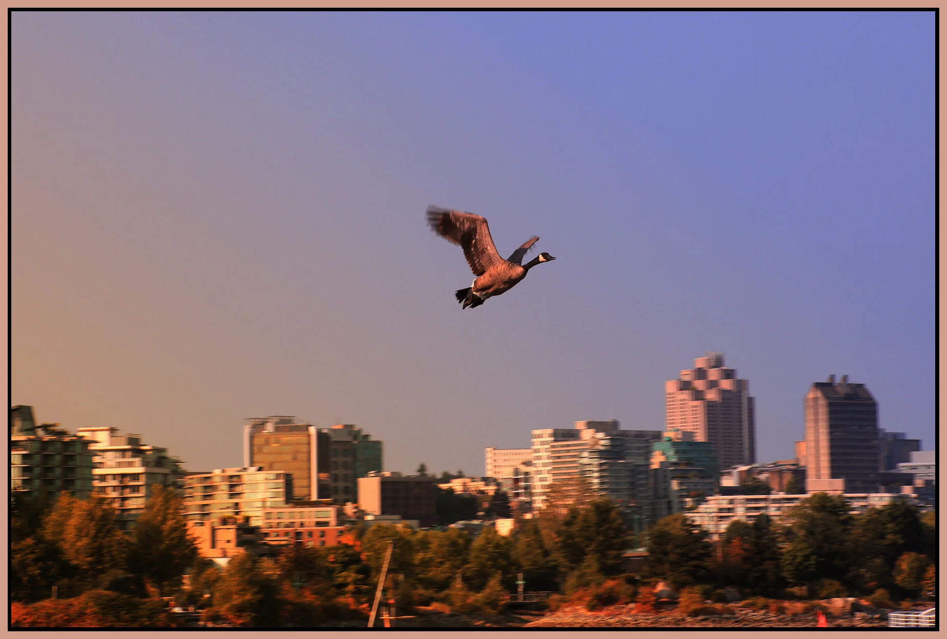 Canada Goose False Ck_Aug 2_2021_4G1674_peW&Cc_4x6s.jpg