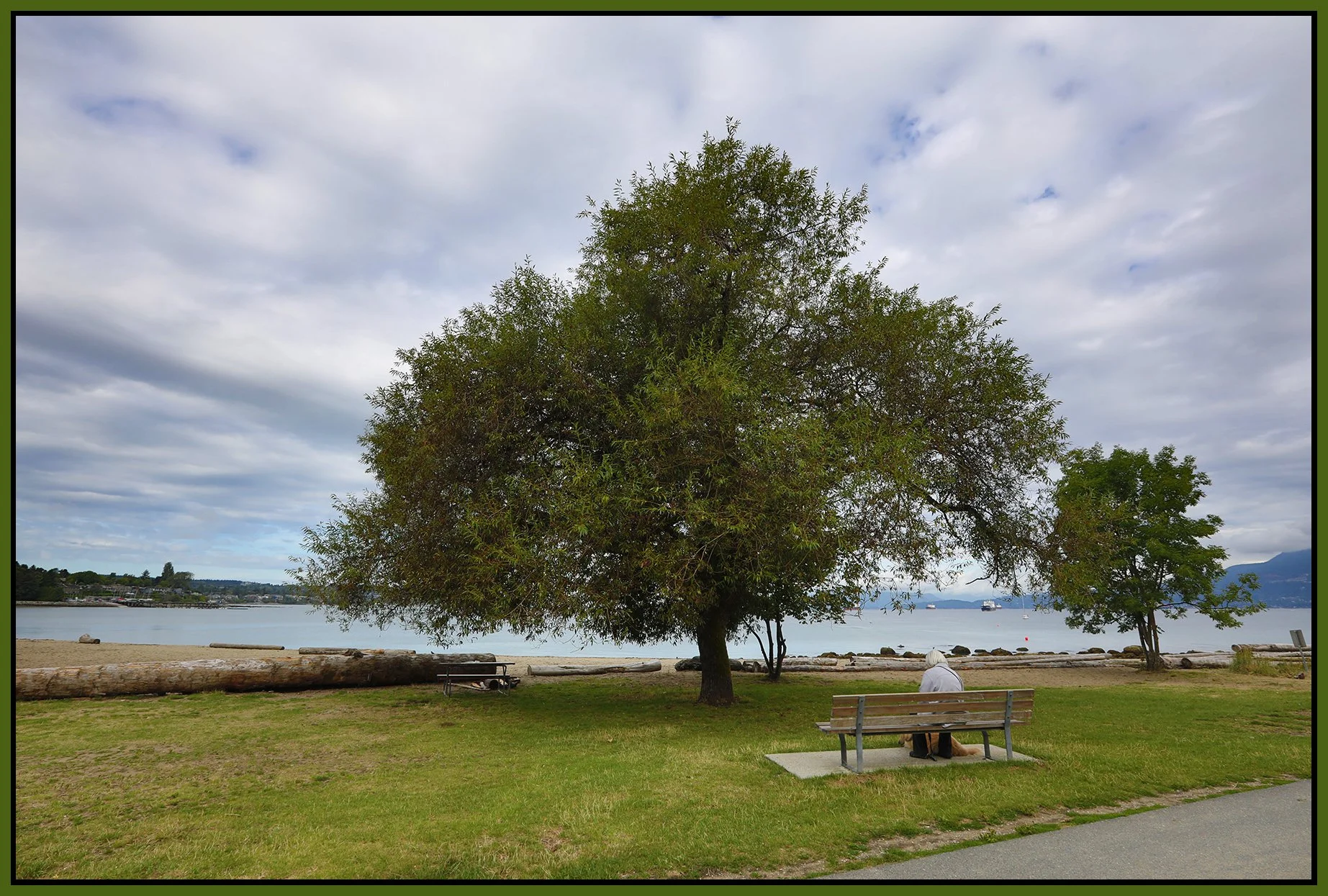 Kitsilano Beach Trees_Aug 17_2025_HDR_4K1288_4x6s.jpg