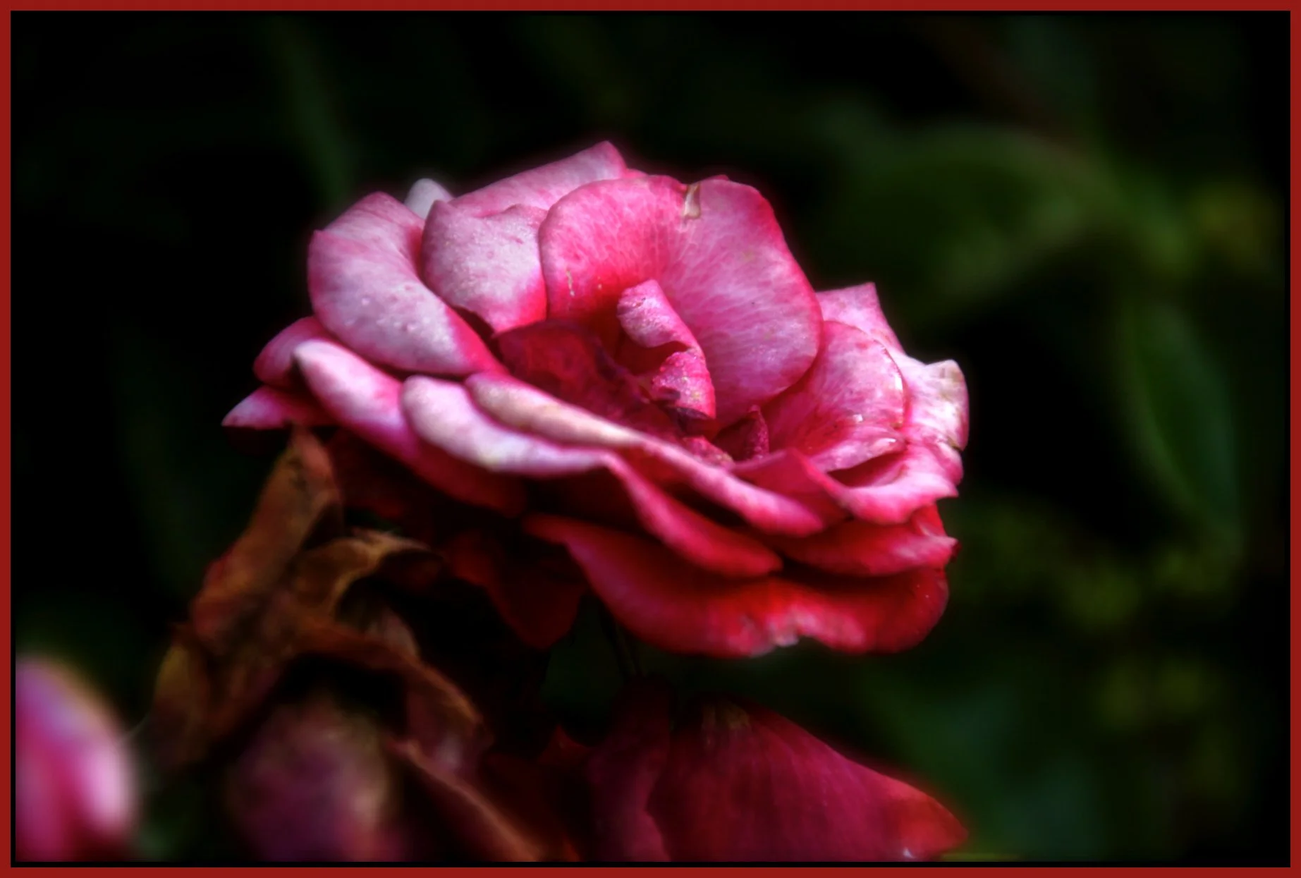 Flowers_Jul 24_2011_2820e_4x6s.jpg
