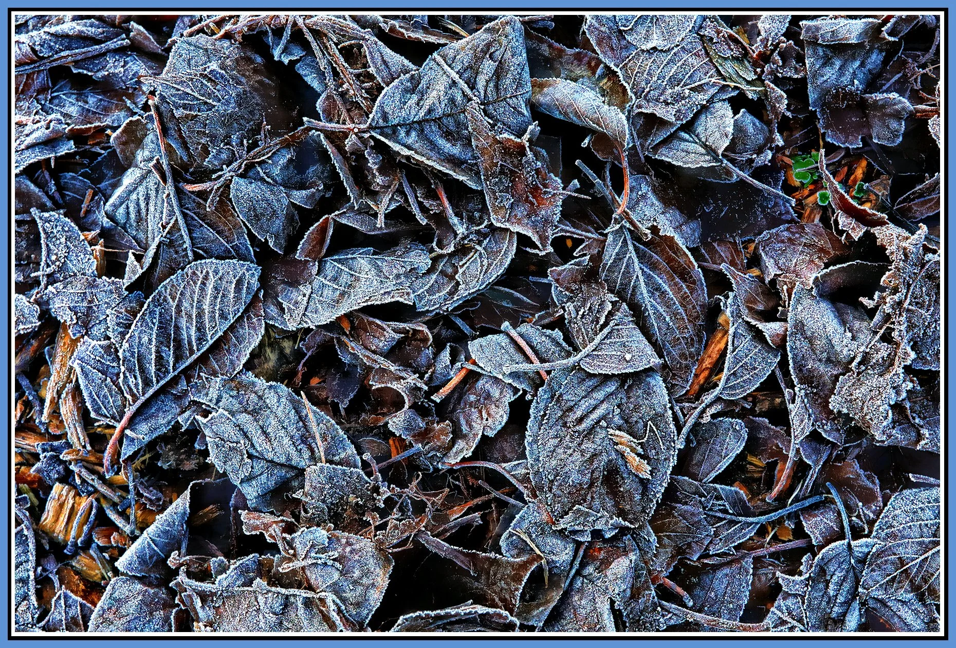 Frosty Leaves_Dec 19_2021_HDR_5A3114_peLc_Hdr2013_1_4x6s.jpg