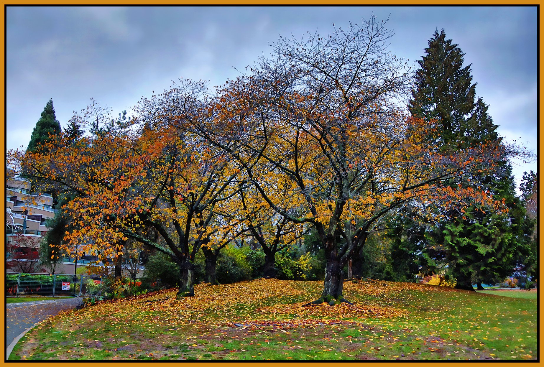 Granville Island Trees_Nov 23_2022_HDR_4H4966_peShdngCntrst_4x6s.jpg