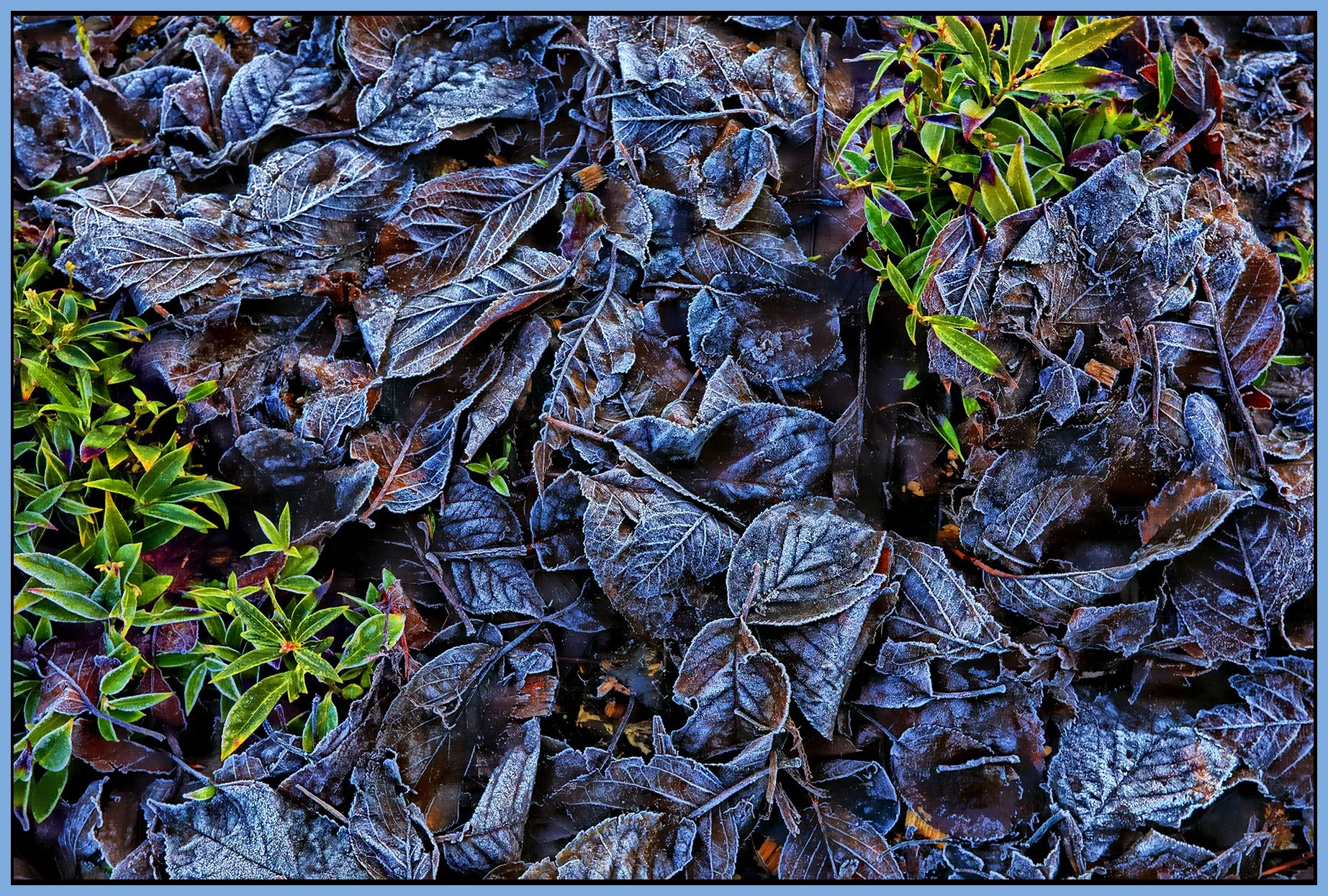 Frosty Leaves_Dec 19_2021_HDR_5A3102_peHdr2013_1_4x6s.jpg