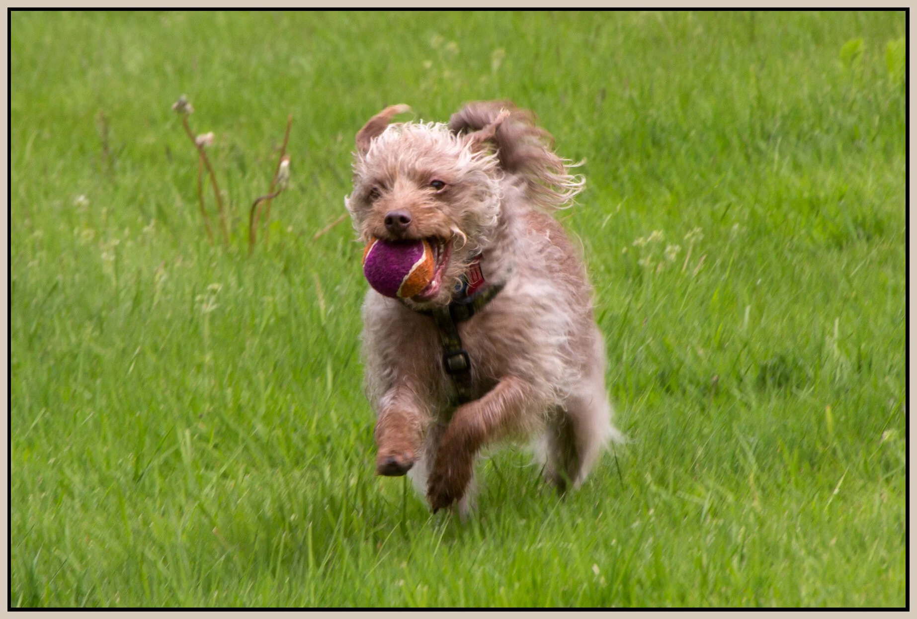 Frances at Brownsville Pk_May 9_2017_L4188_1_4x6s.jpg
