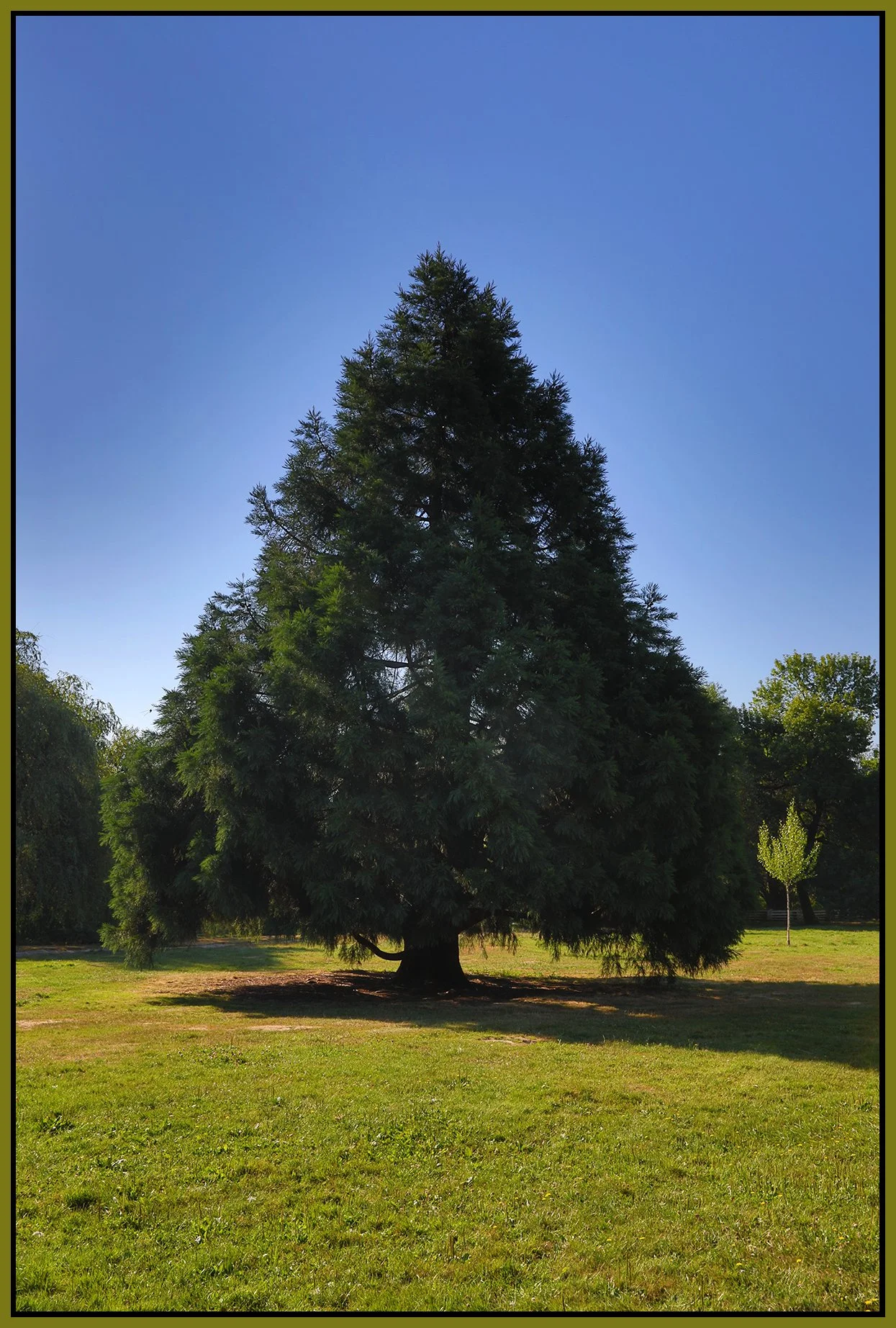 Trout Lake Tree_Jul 29_2022_HDR_5B4042_4x6s.jpg