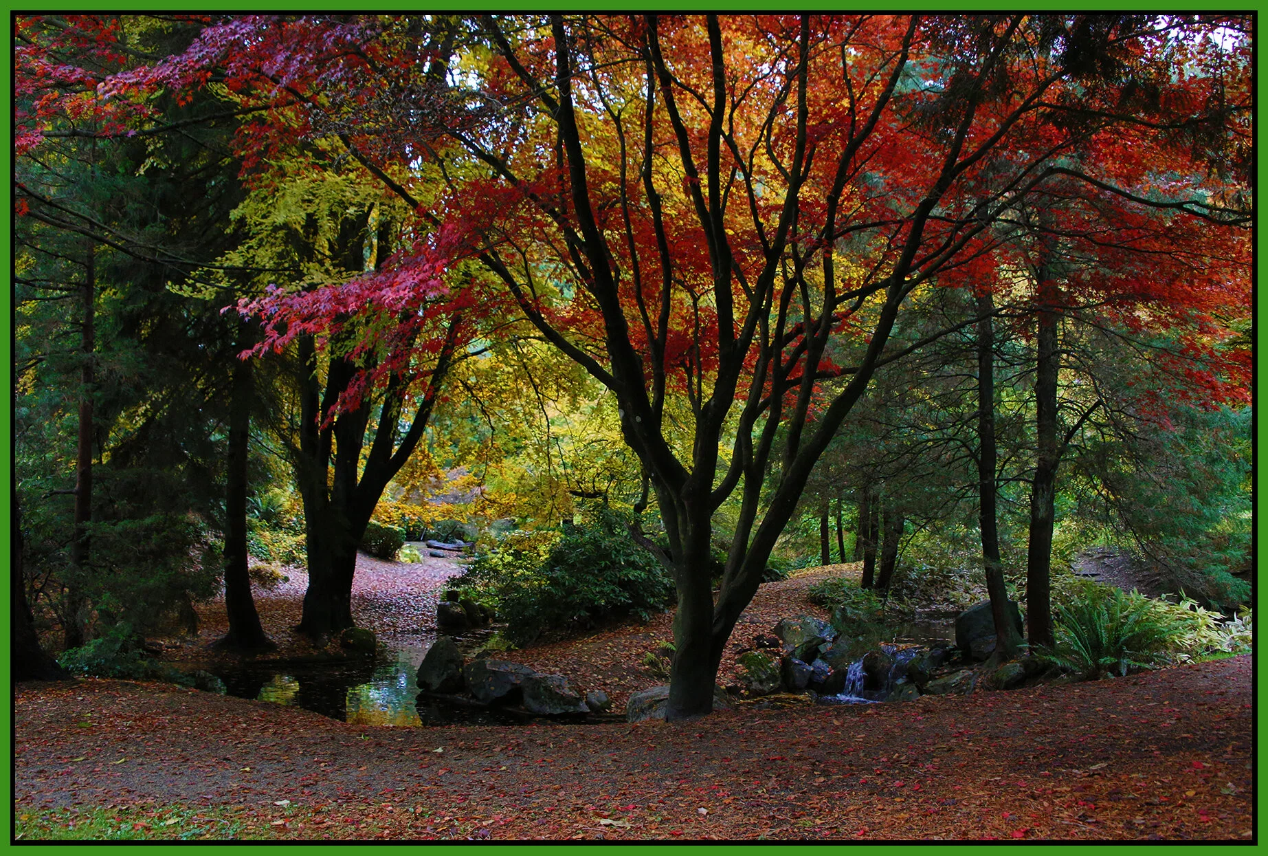 Tipperary Pk Trees in New West_Nov 4_2020_HDR_3B5057_4x6s.jpg