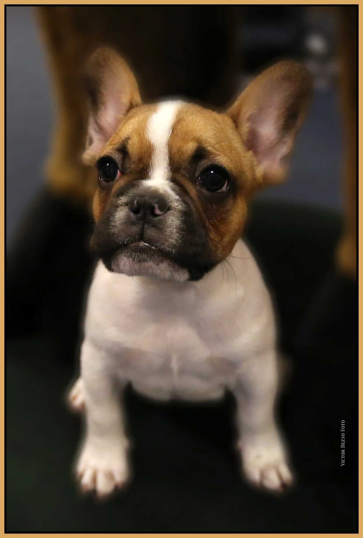 Loki_July 7_2012_C2391_4x6s.jpg