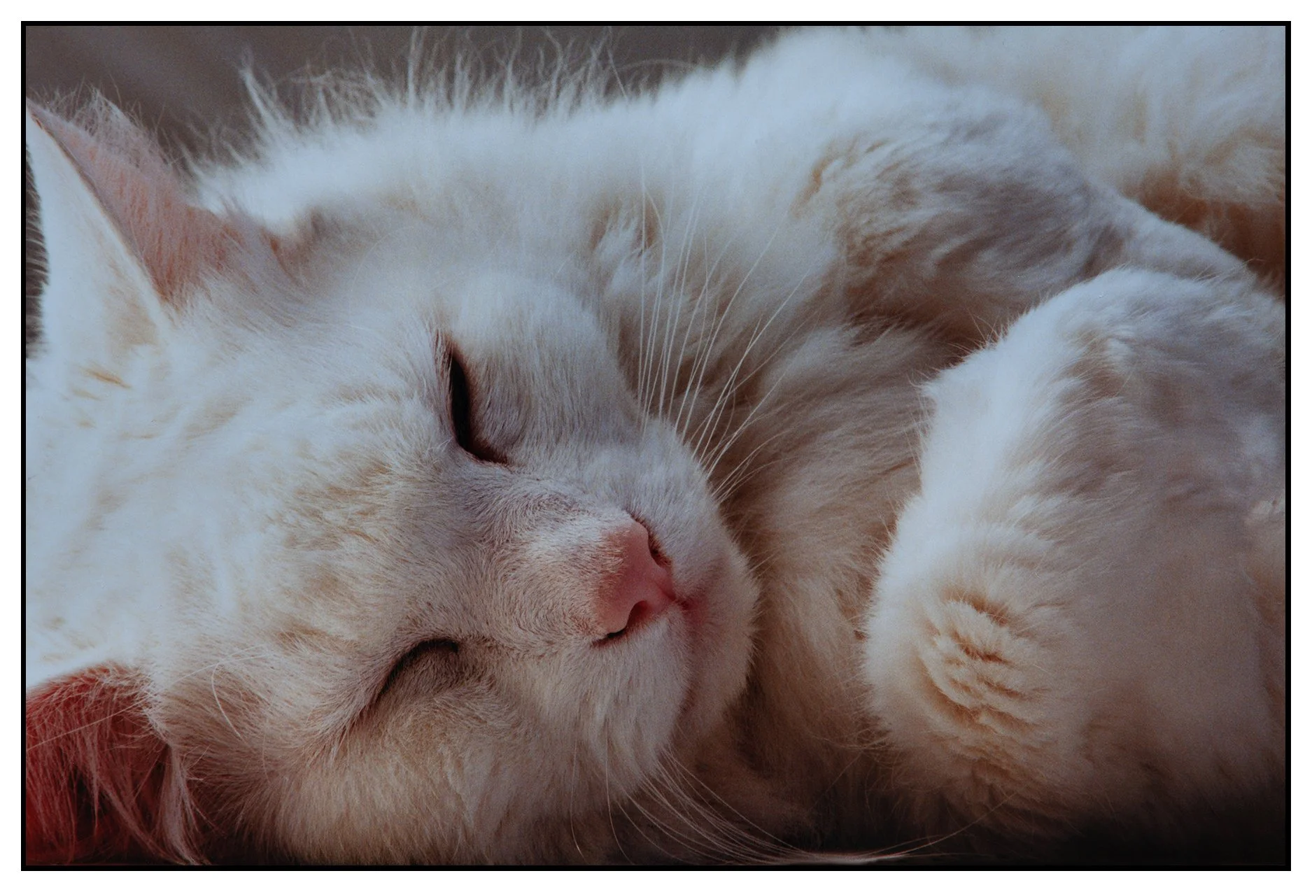 Beau_Nov 7_1998_9224_4x6s.jpg