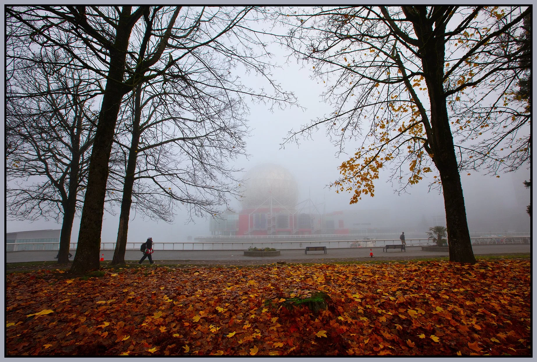 Science World Trees in Fog_Nov 29_2023_CR2_5E1128_4x6s.jpg