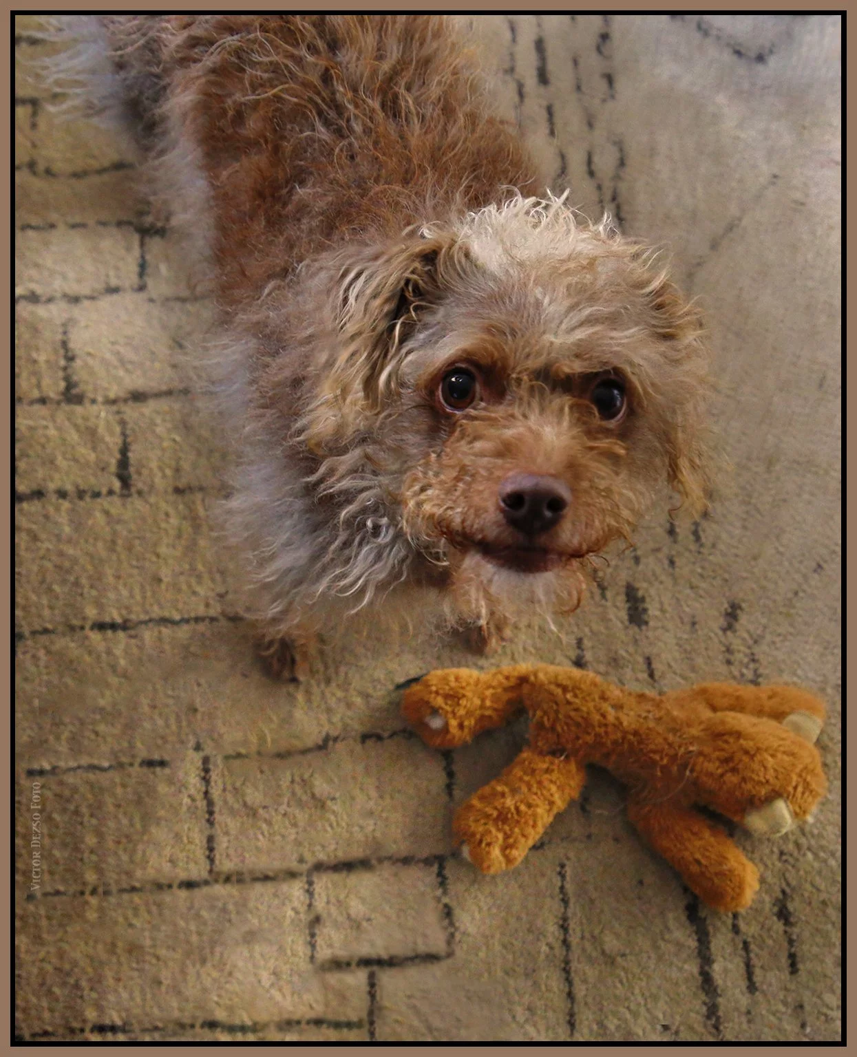 Frances_Apr 5_2023_HDR_4H5749_peHyprstrip_4x5.jpg