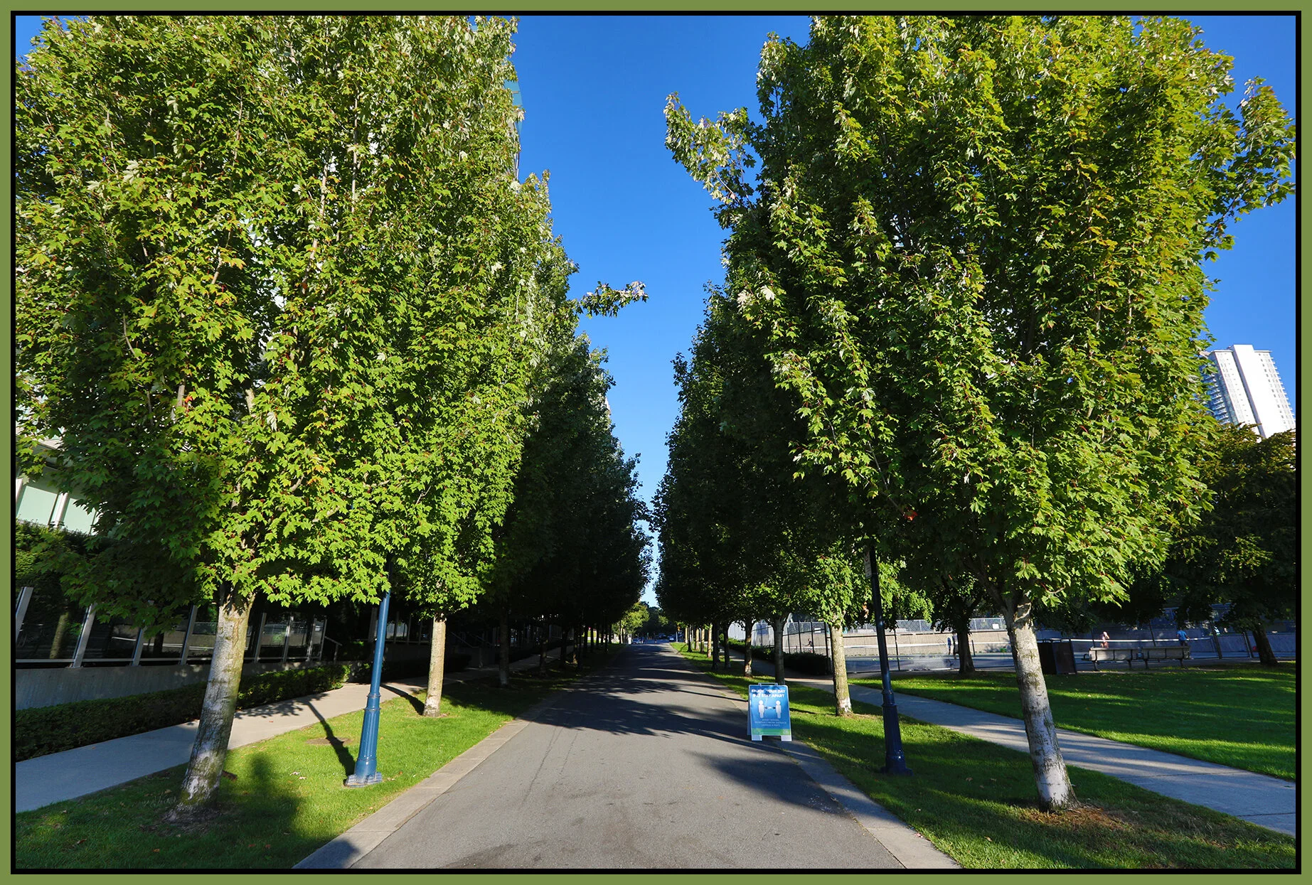 Concord Pacific Trees_Sep 10_2020_HDR_4G6609_4x6s.jpg
