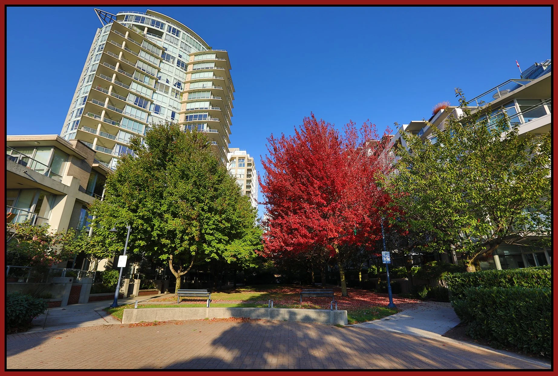 Concord Pacific Trees_Oct 14_2022_HDR_5C3028_4x6s.jpg