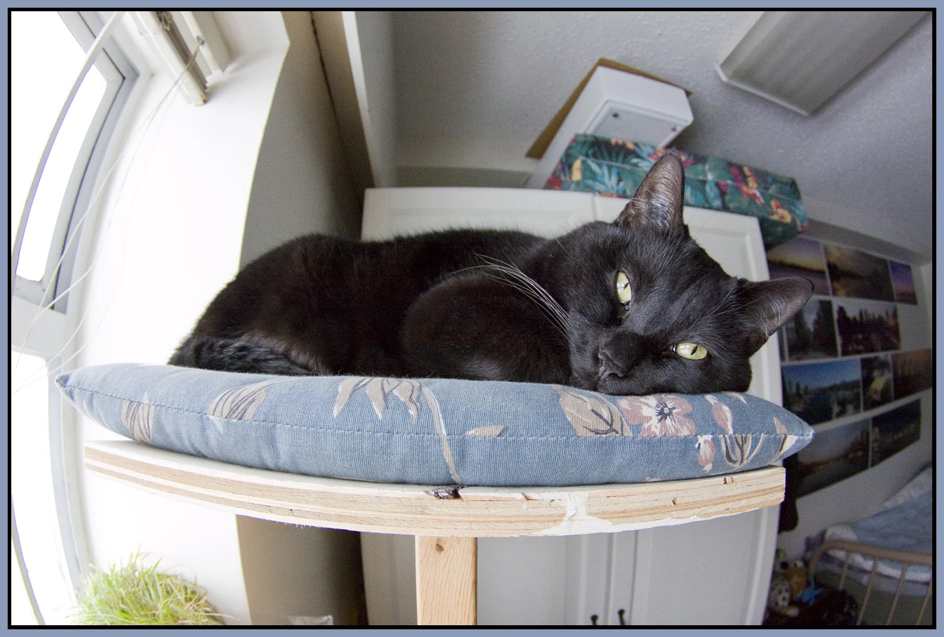 CrazyCat_Dec 26 08_6989_4x6s.jpg