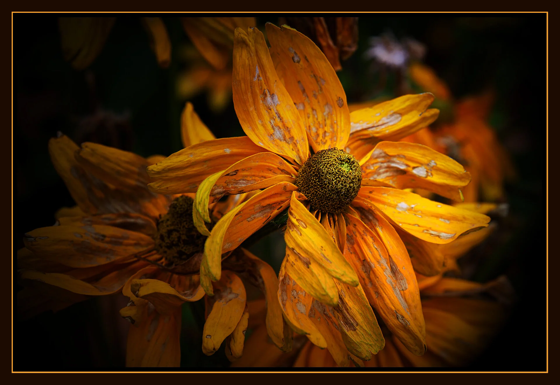 Flowers_Rudbeckia_Nov 5_2019_HDR_F1812_peIntnSunst_4x6s.jpg