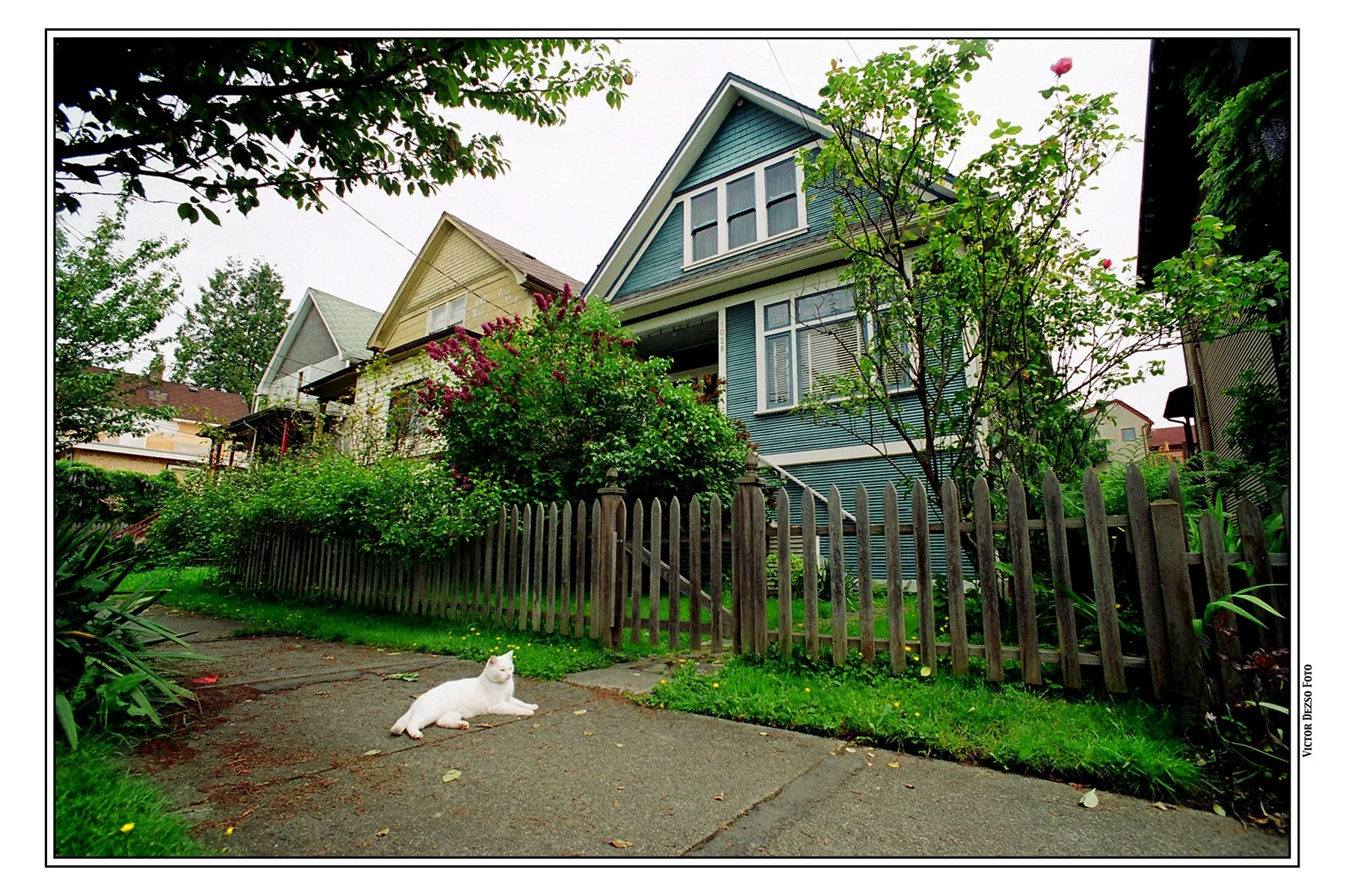 White Cat_May 26_2003_4x6s.jpg