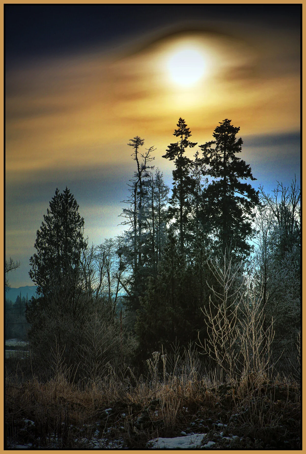 Langley Trees_Jan 2_2018_HDR_L0419_peSlc_4x6s.jpg