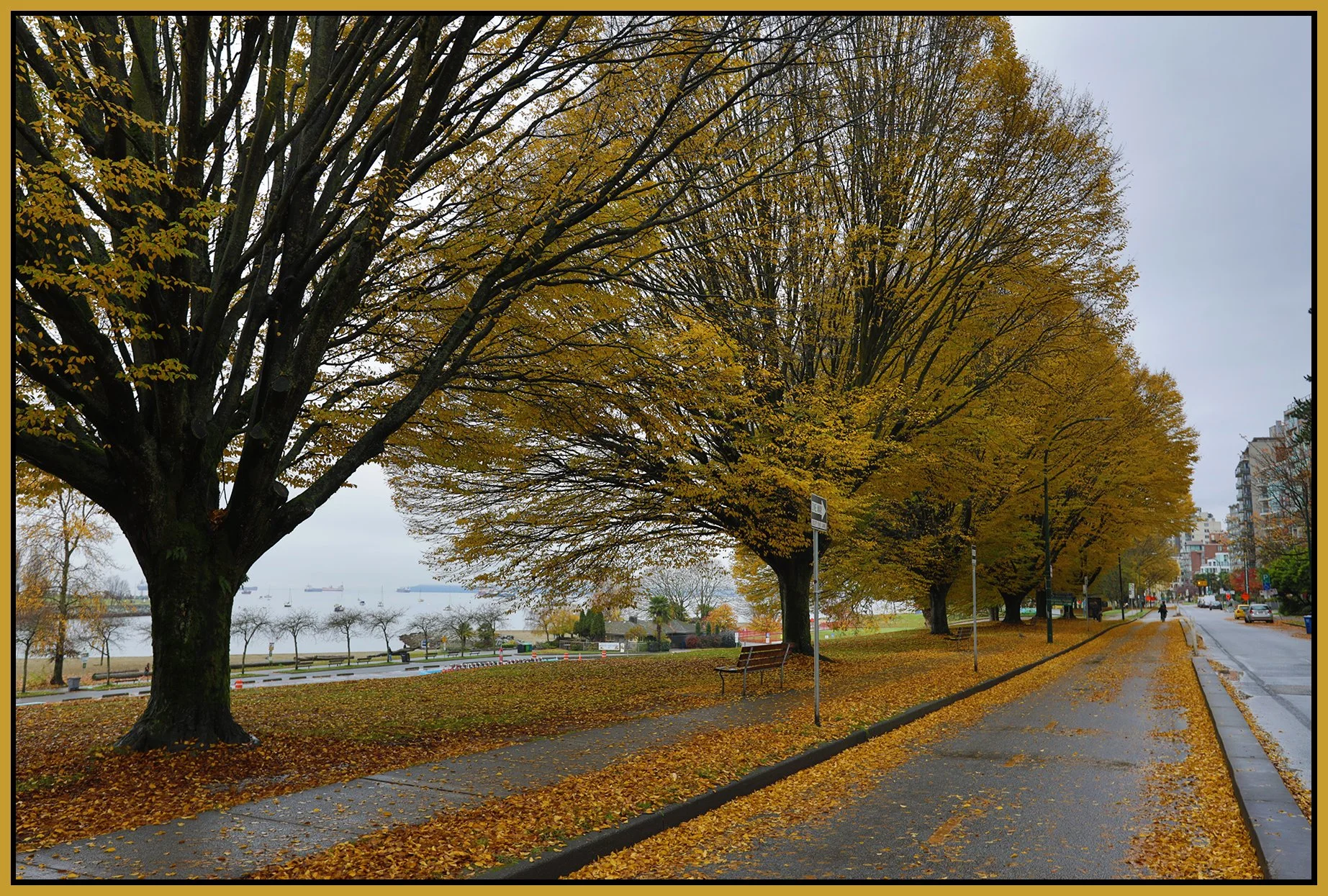 Beach Ave Trees_Nov 15_2025_HDR_4K5275_4x6s.jpg