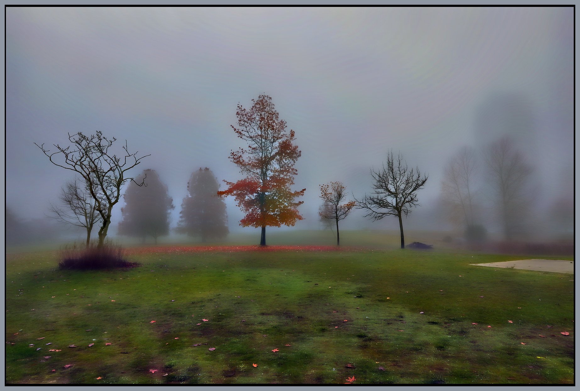 Devonian Park Trees in Fog_Nov 28_2023_HDR_5E1019_peHdr2013_1_4x6s.jpg