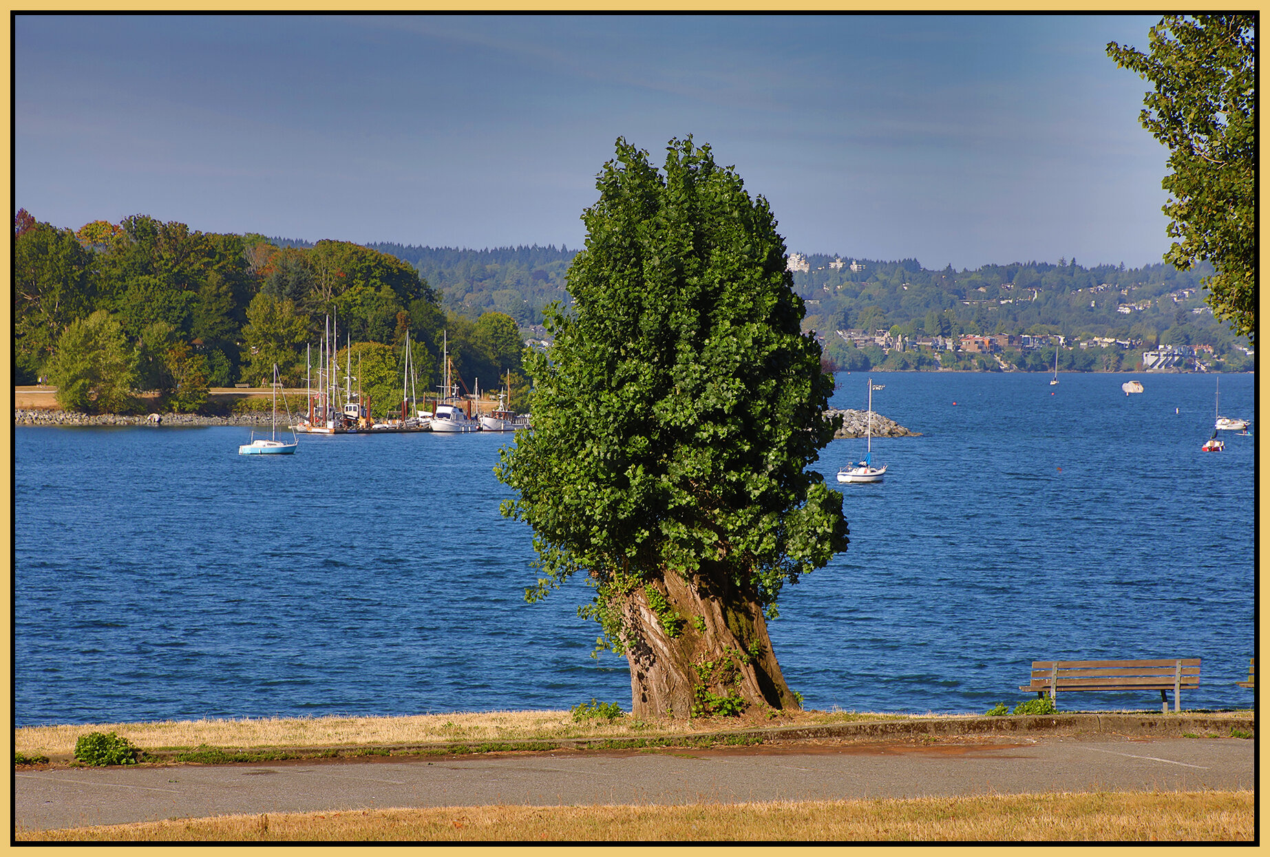 English Bay Tree_Aug 12_2021_HDR_4G2613_4x6s.jpg