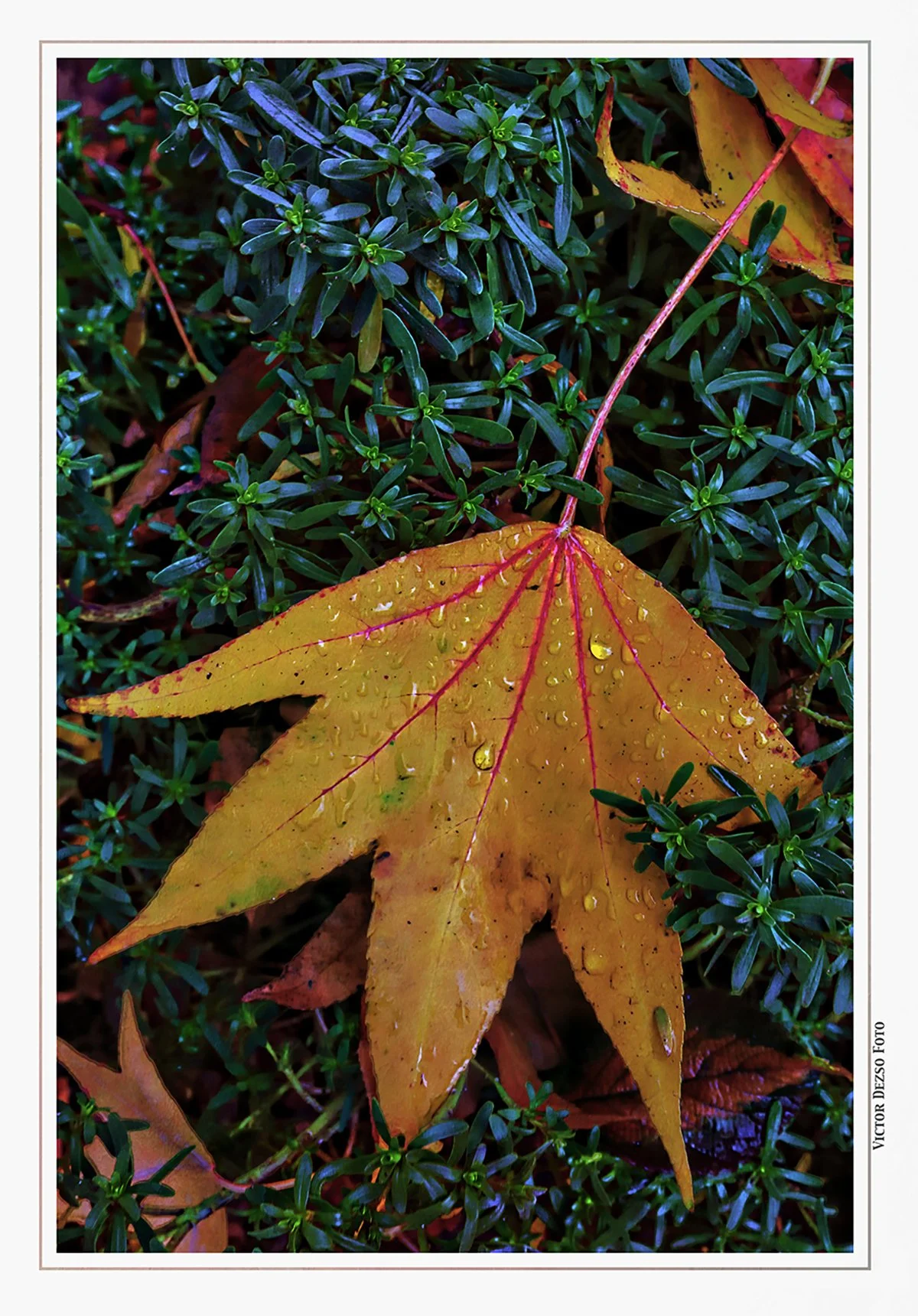 Fall Leaves_Nov 19_2019_HDR_F4185_peBstHdr_4x6s.jpg