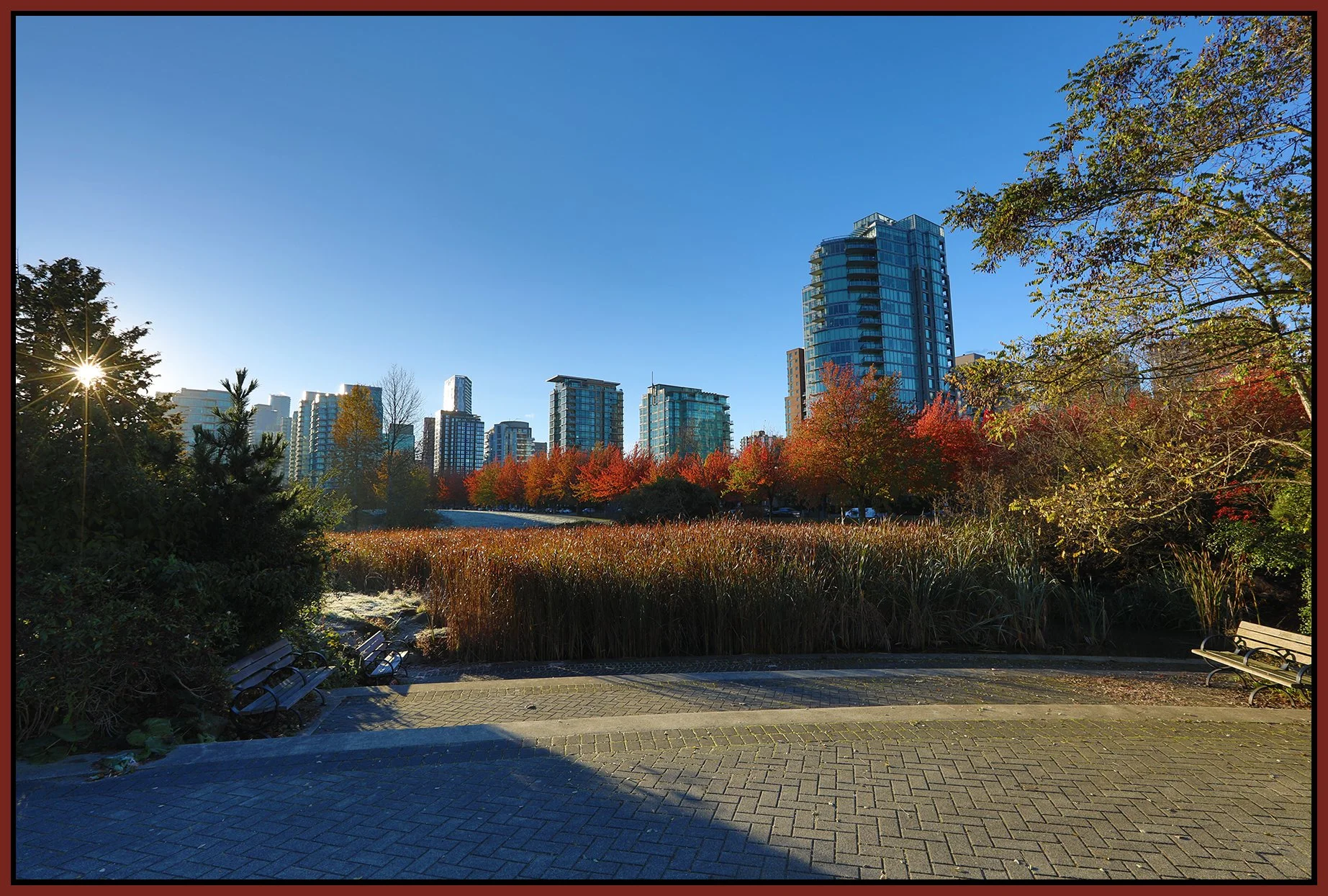 Devonian Park Bullrushes_Oct 30_2023_HDR_5C8886_4x6s.jpg