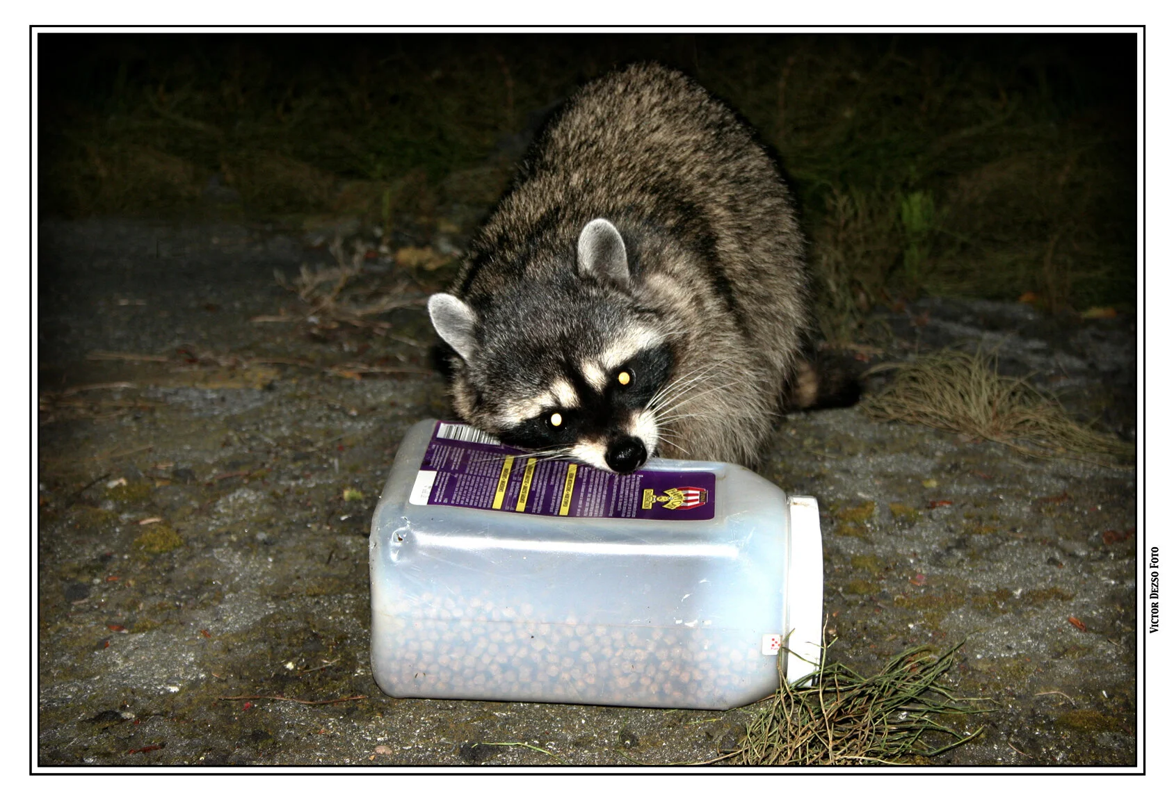 Raccoon_4539_4x6s.jpg