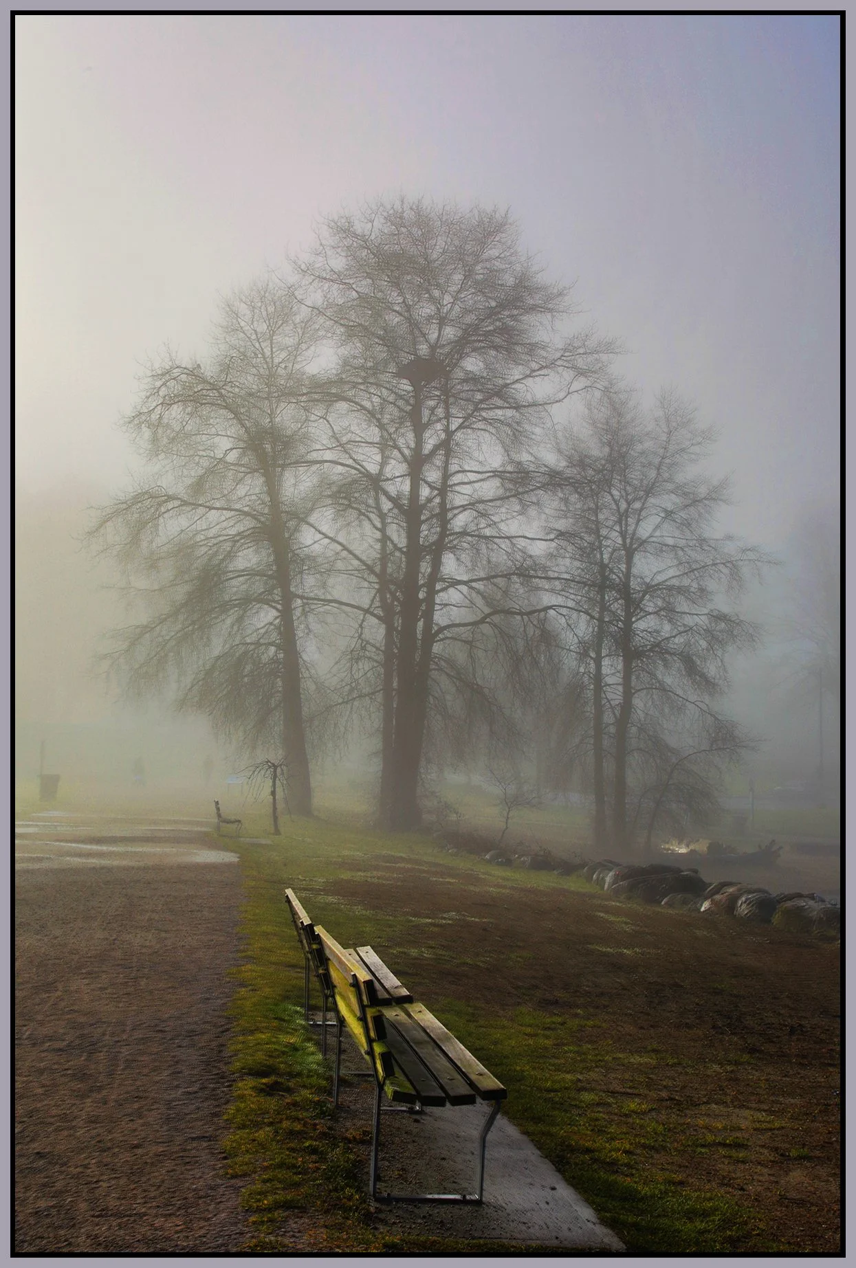Vanier Park Trees in Fog_Jan 21_2026_HDR_5F5707_peContrst_4x6s.jpg
