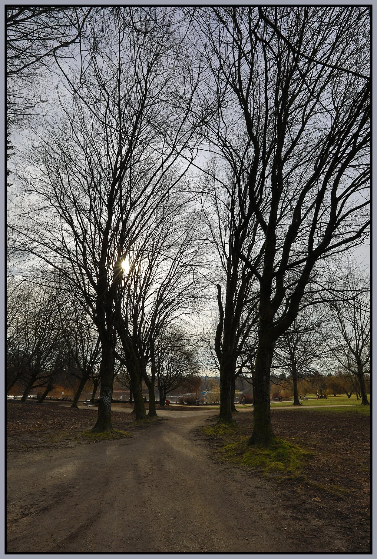 Trout Lake Trees_Mar 4_2021_HDR_5A3534_4x6s.jpg