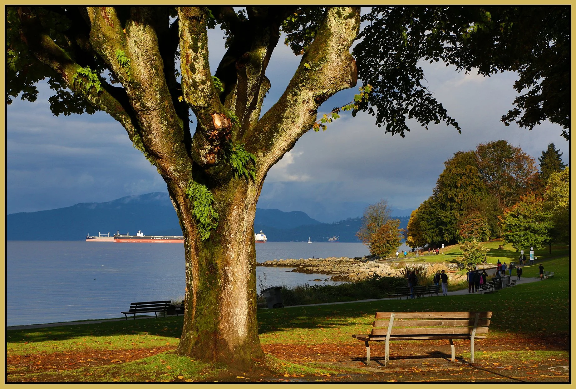 English Bay Tree_Oct 10_2020_HDR_3B4702_4x6s.jpg