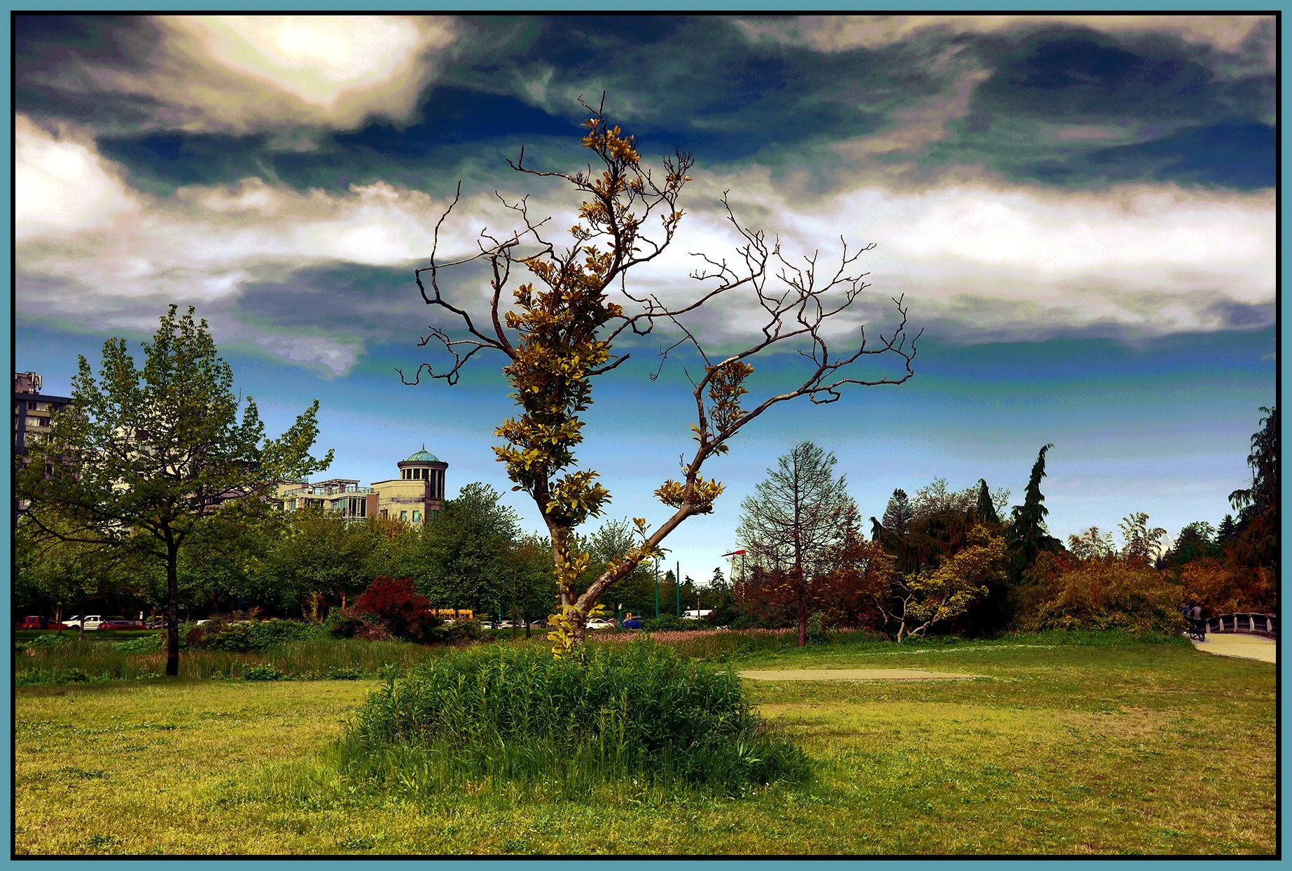 Devonian Park Tree_May 22_2024_HDR_4H9279_peVanGoghClrs_Drkn&ImpCntrst_4x6s.jpg