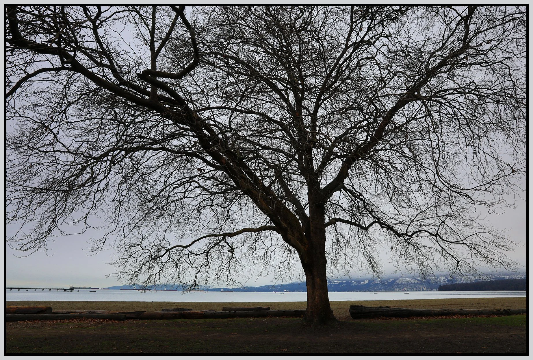 Kits Beach Tree_Feb 1_2023_HDR_5D3506_4x6s.jpg