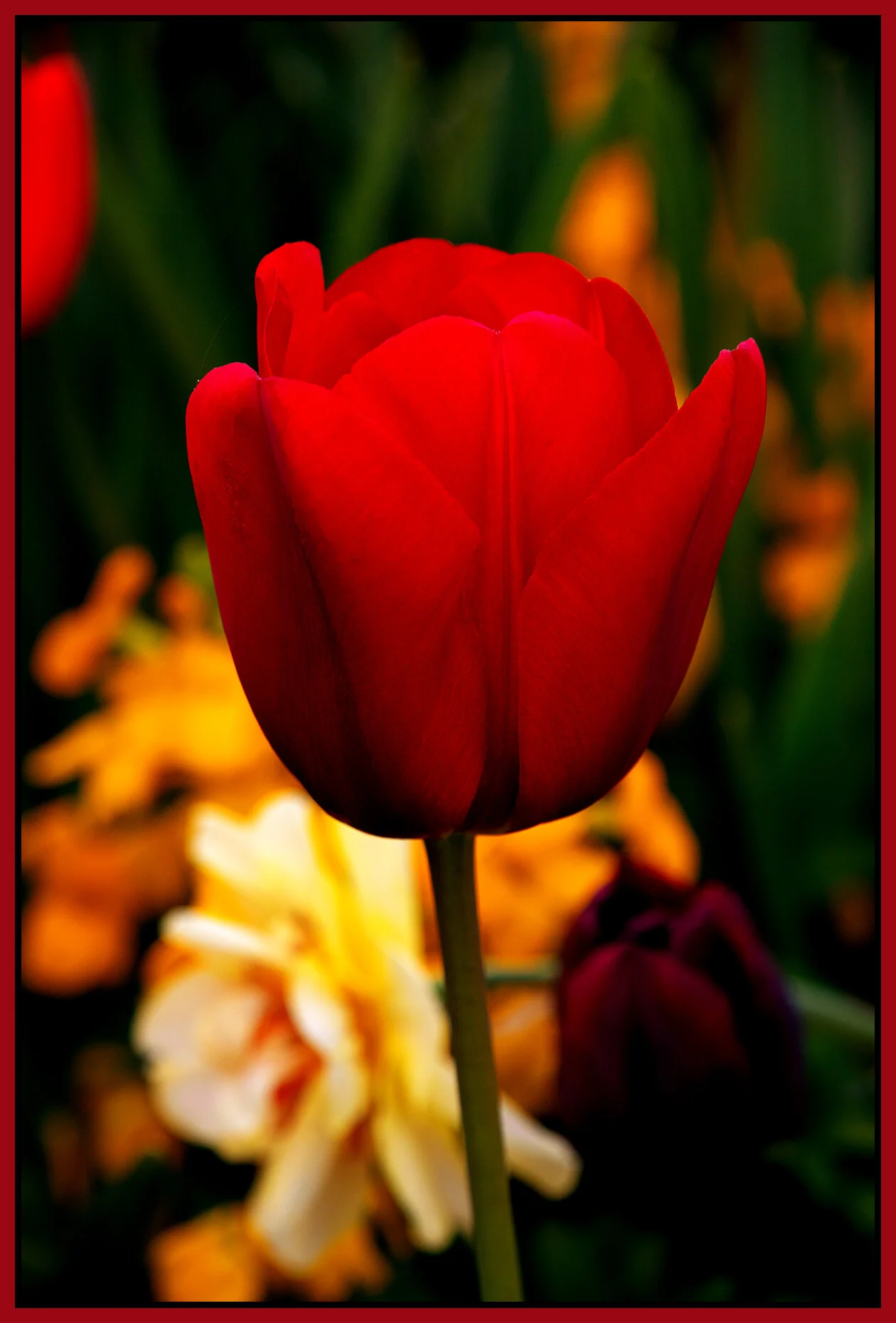 Flowers Tulips_Apr 28_2021_CR2_4G7993_peNatB II_4x6s.jpg