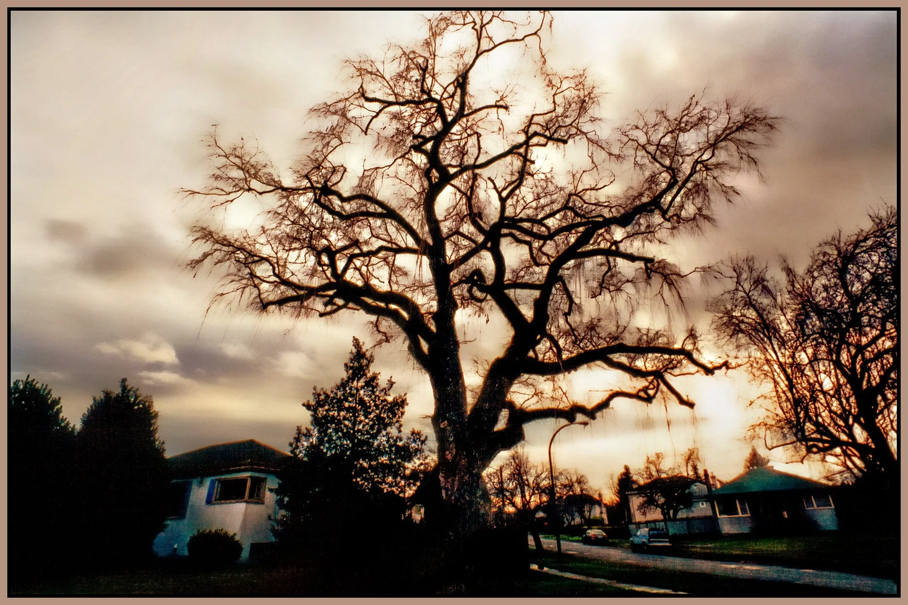 Valley Rd Tree_8984_peNatB_AutoBrtn_Hdr2013_1_4x6s.jpg