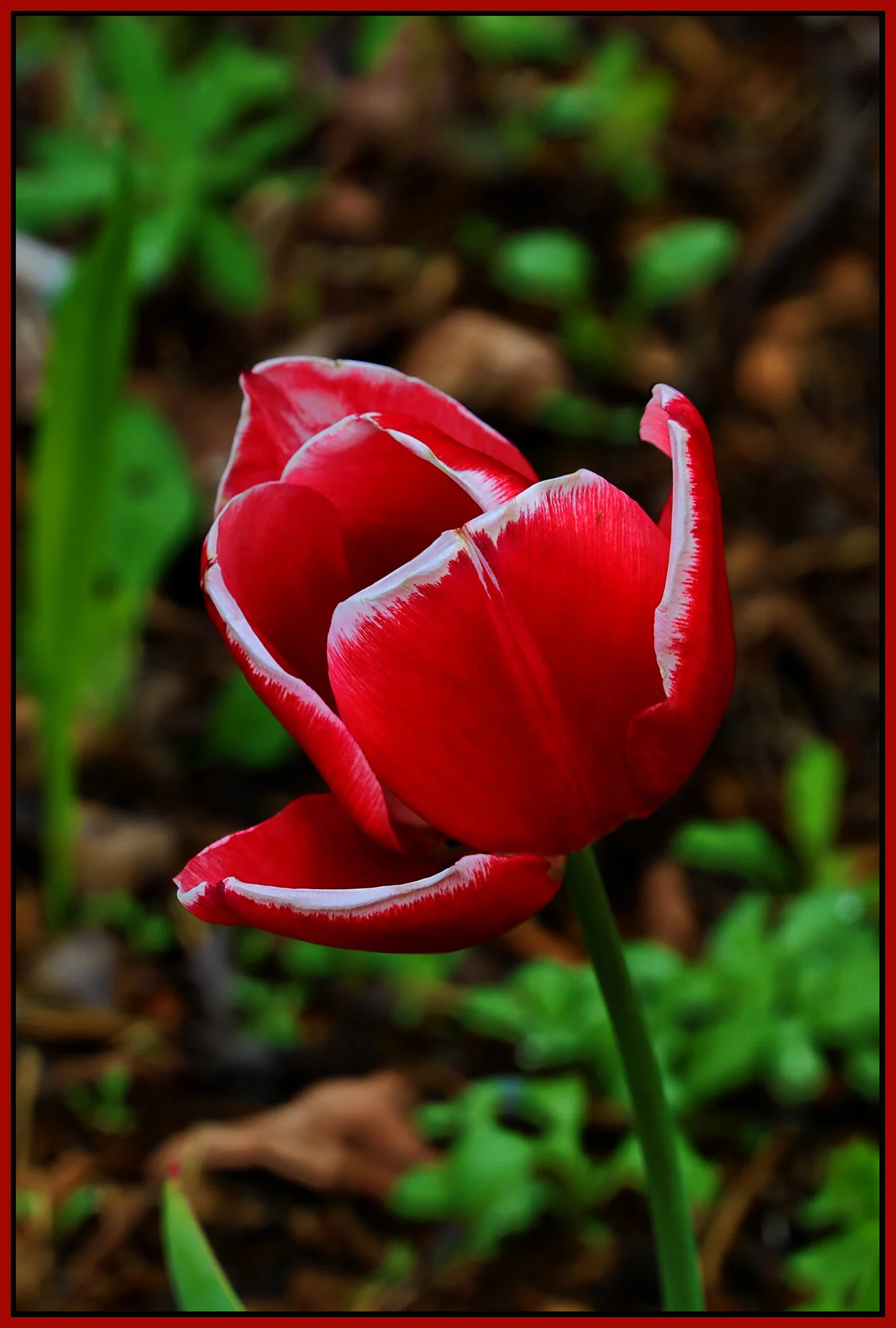 Flowers  Tulips_May 3_2020_HDR_4F6109_4x6s.jpg