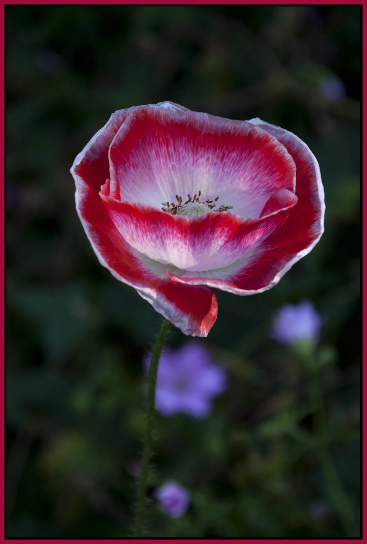 Flowers_Poppy_Jul 25_2011_3339_4x6s.jpg