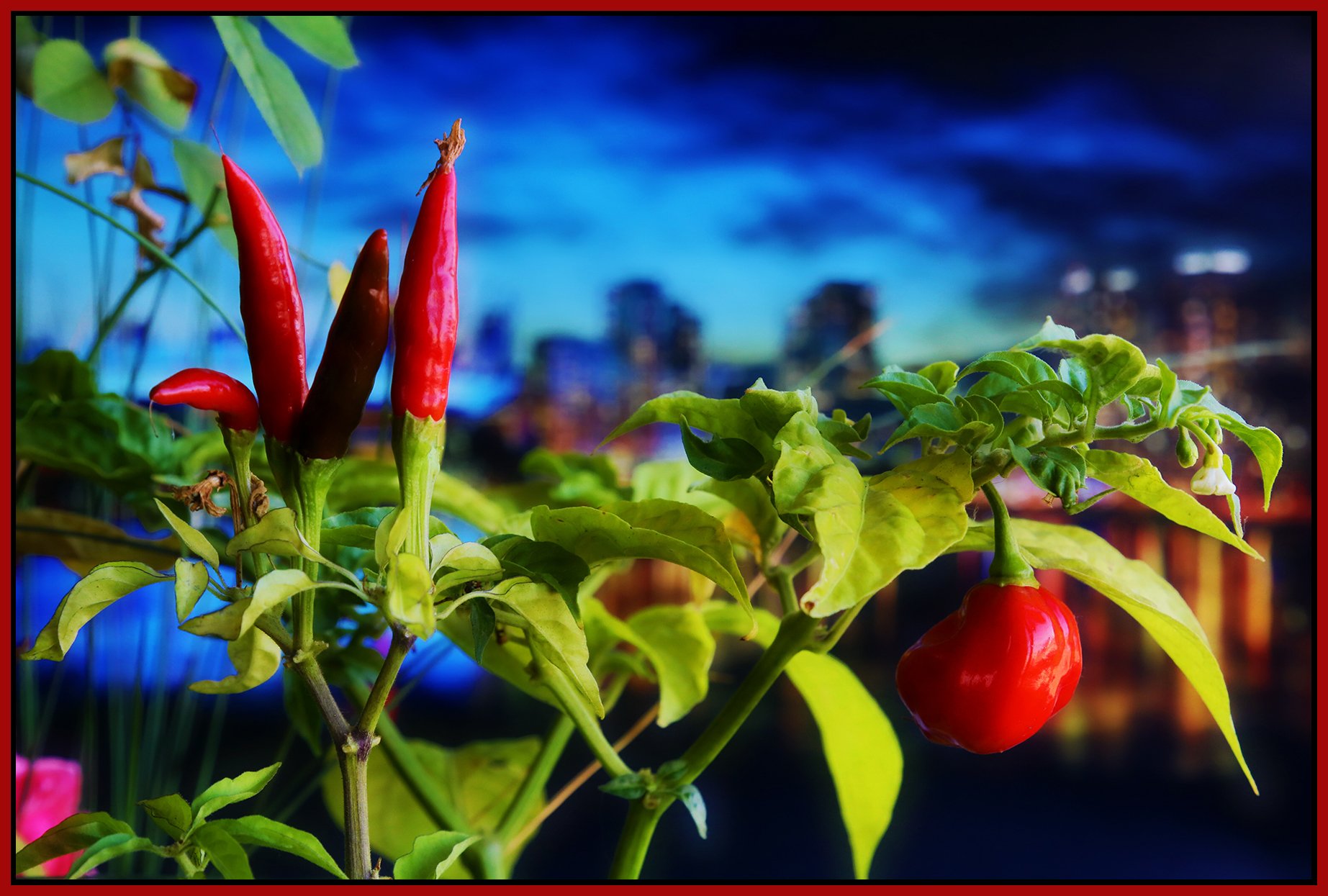 Hot Pepper Plants_Sep 20_2018_HDR_D0436_peSat&Glo_4x6s.jpg