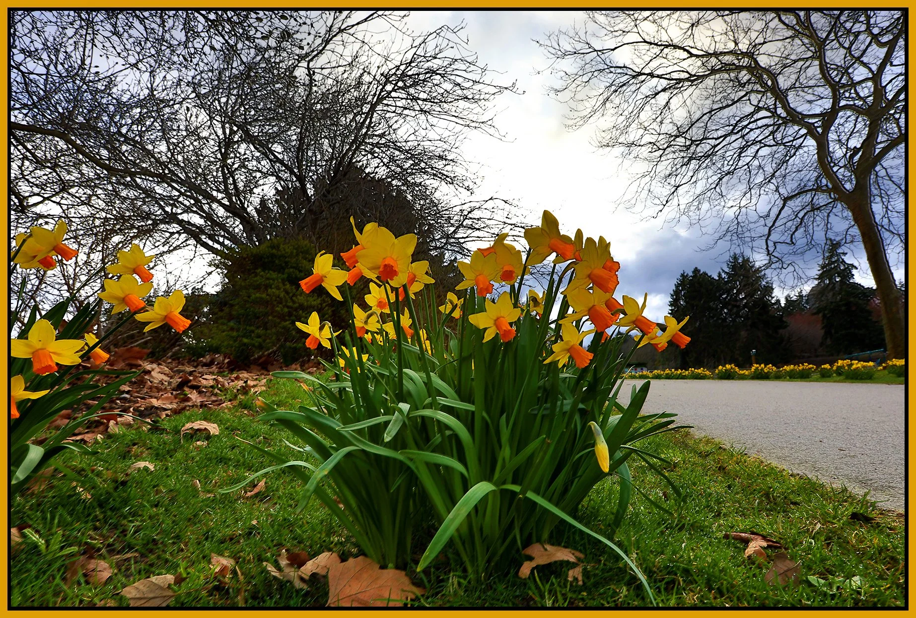 Flowers Daffodils_Mar 20_2022_HDR_5B0693_4x6s.jpg