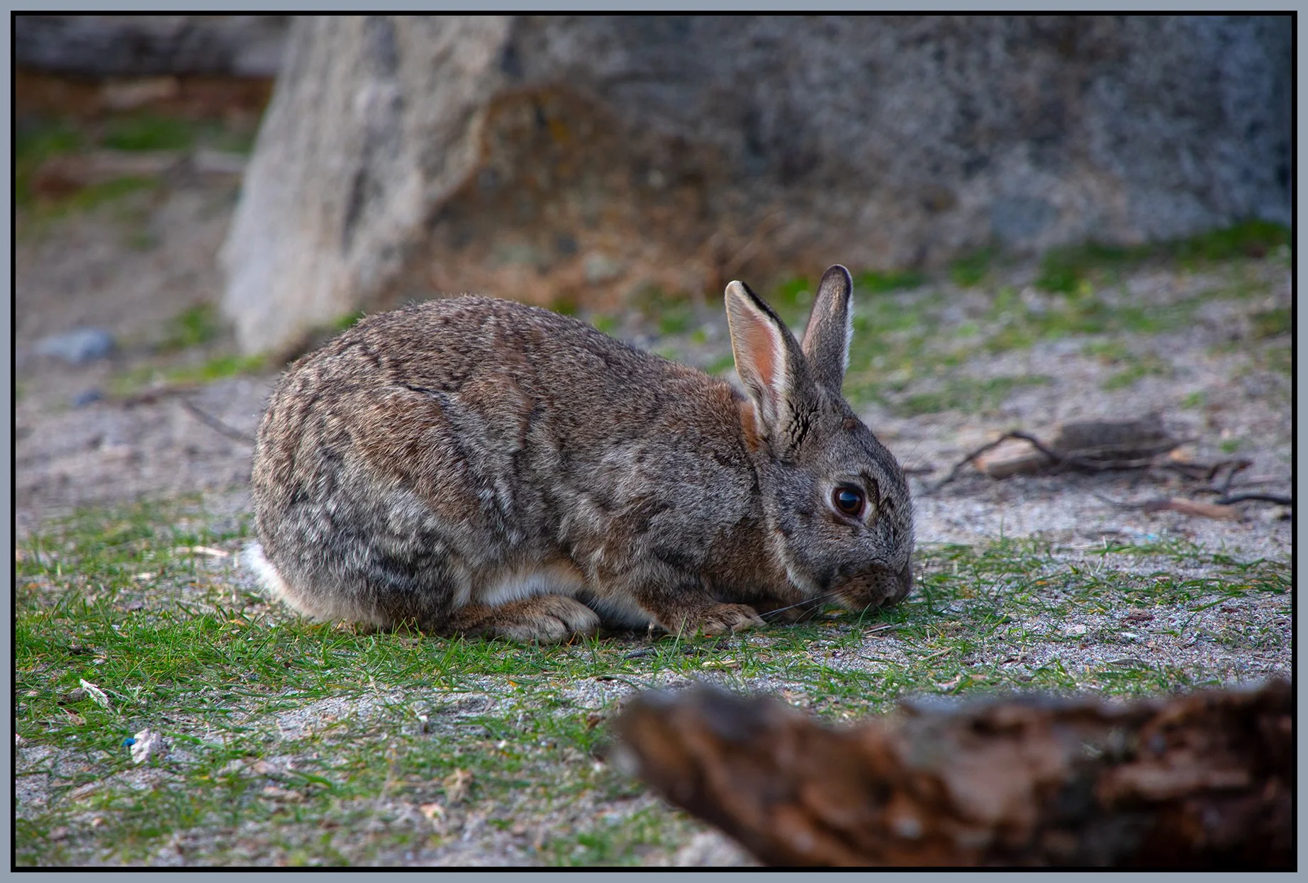 Rabbit in Jericho Pk_Apr 26_2023_CR2_4H6241_4x6s.jpg