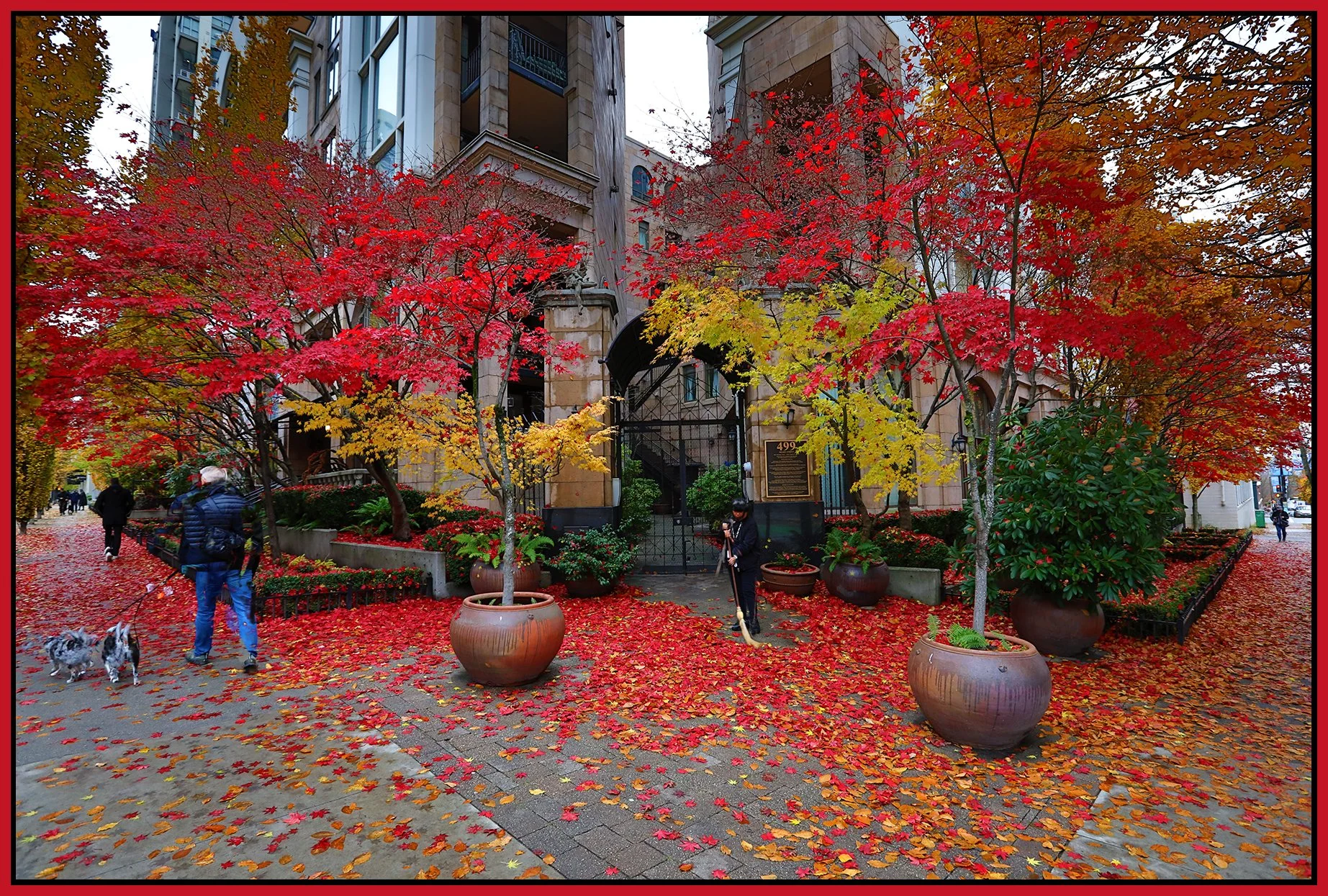 499 Drake St Trees_Nov 25_2022_HDR_5C7903_4x6s.jpg