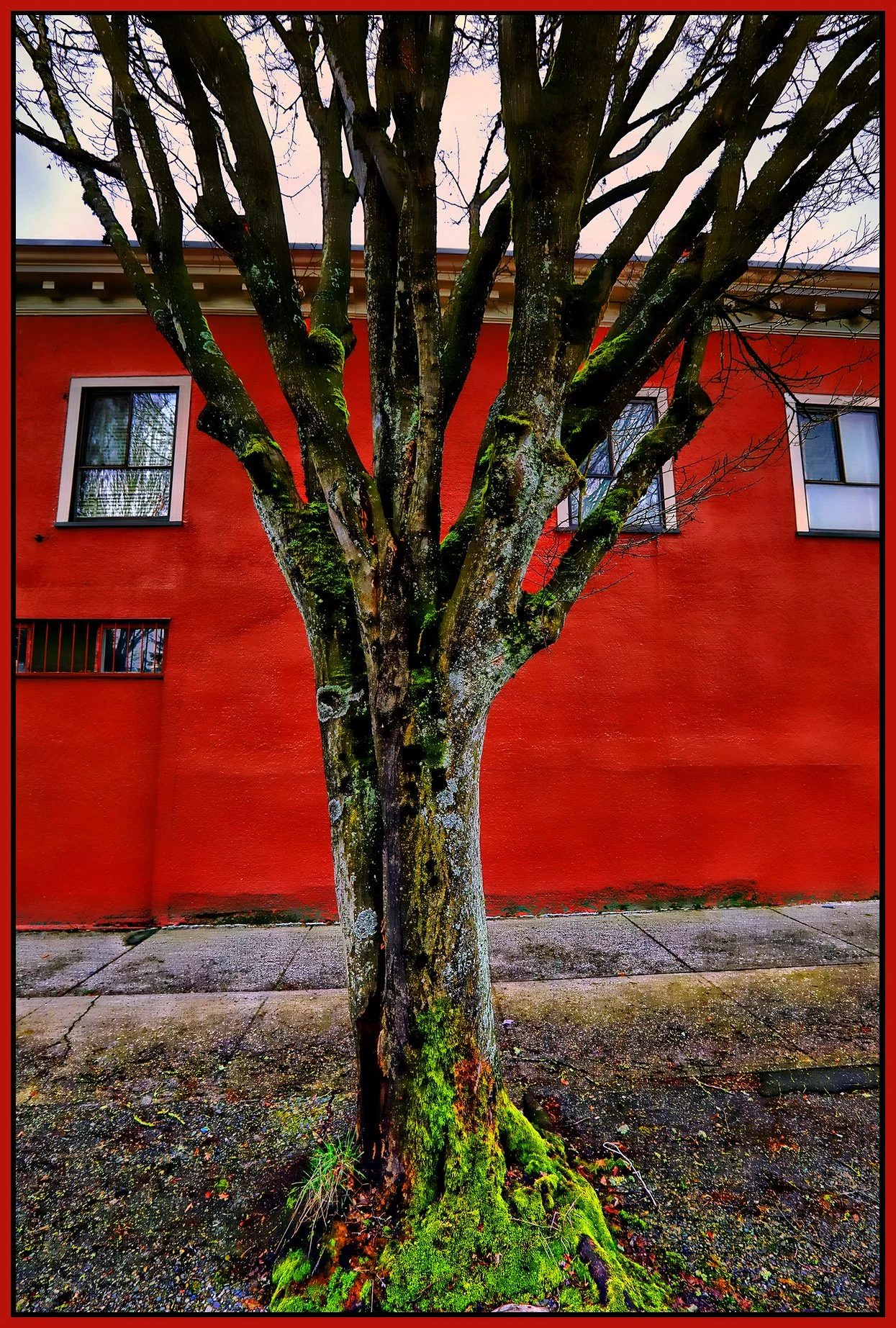 Benny's Mkt Tree_Mar 5_2023_HDR_5D5274_peEWGT_Hdr2013_1_4x6s.jpg