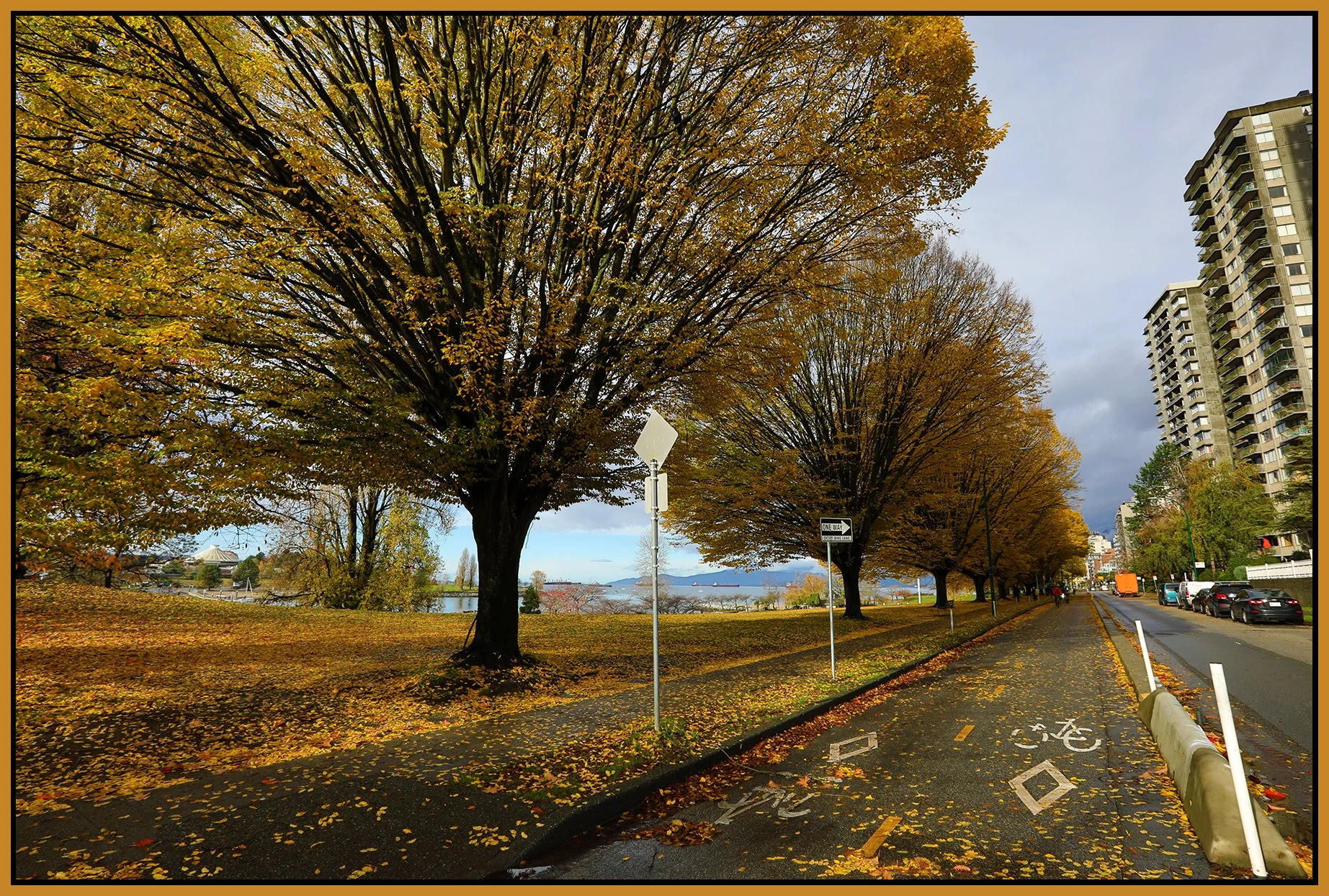 Beach Ave Trees_Nov 12_2023_HDR_5C9408_4x6s.jpg