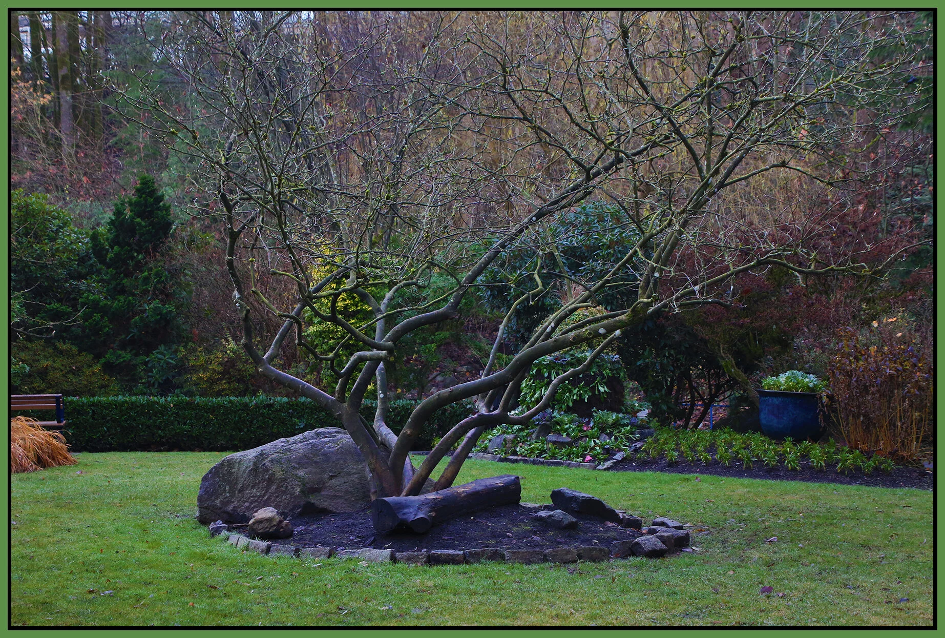 New Westminster Ravine Trees_Dec 2_2020_HDR_3B6217_4x6s.jpg