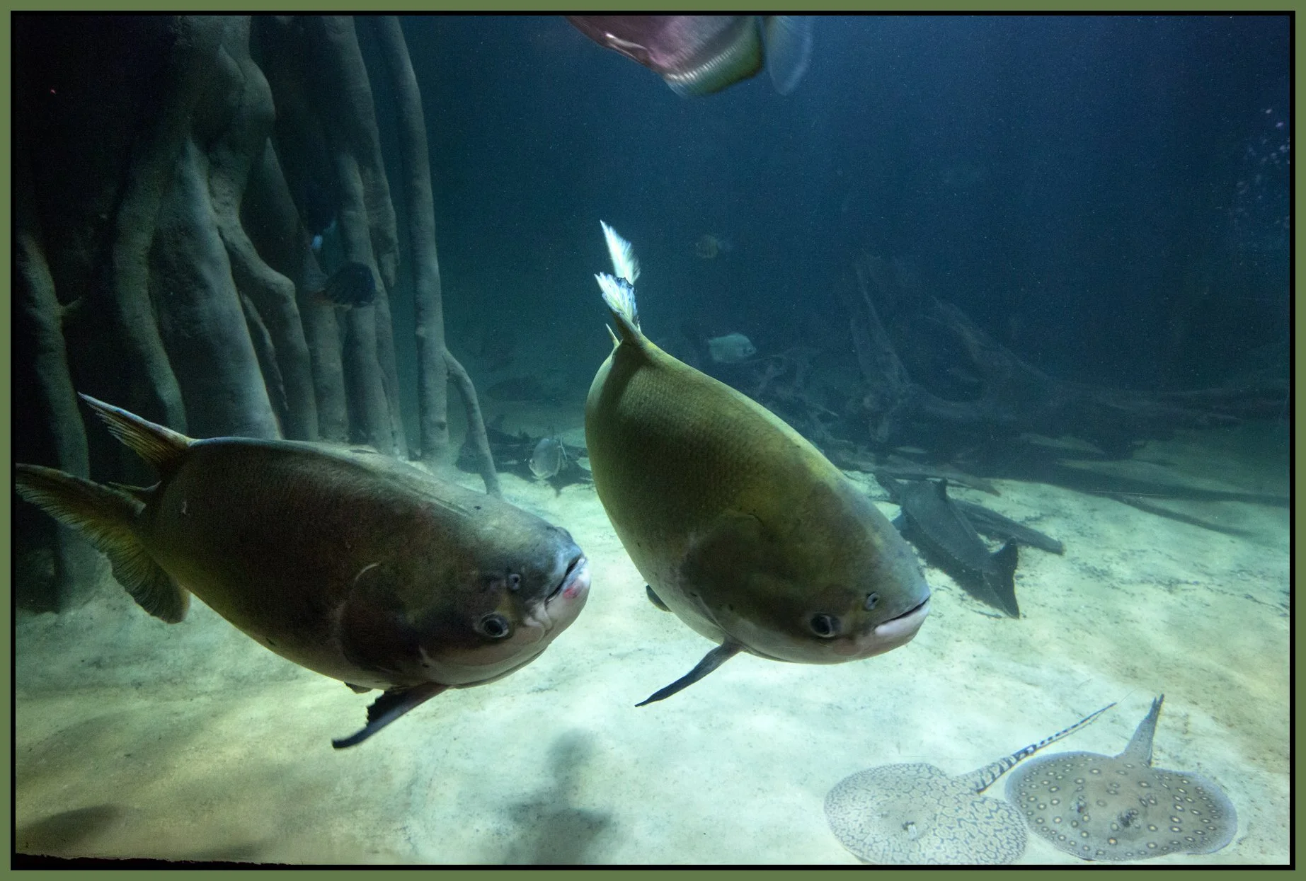 Vancouver Aquarium_Apr 20_2015_CR2_F4905_4x6s.jpg